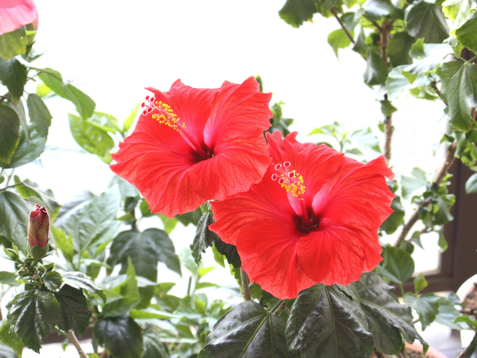 兩朵鮮豔的紅色扶桑花盛開