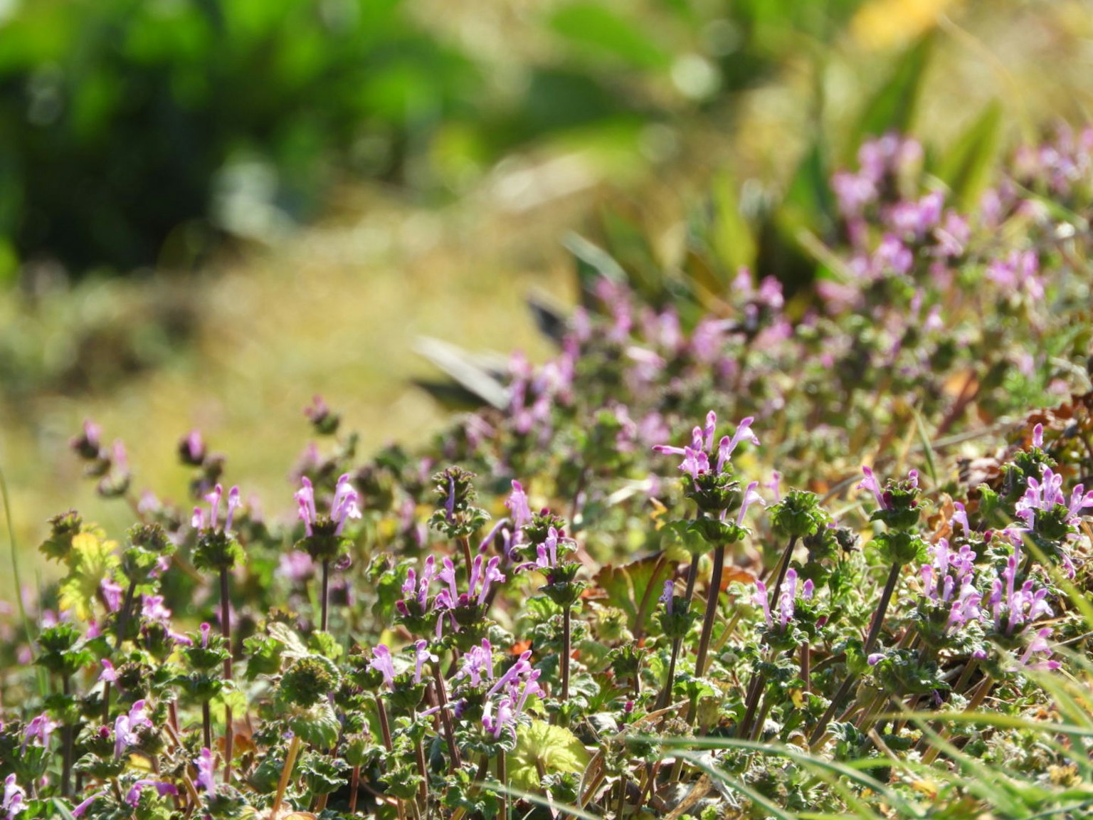Un campo vibrante di fiori viola tra l'erba verde