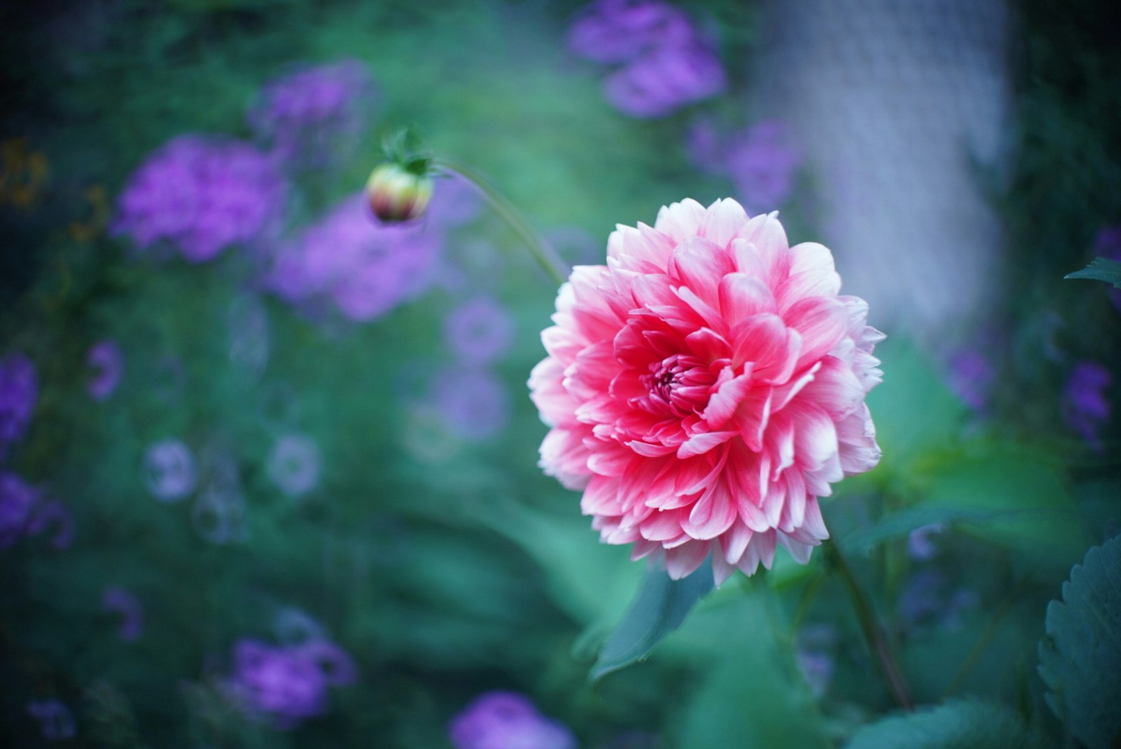 ピンクの花が咲くボケのある庭