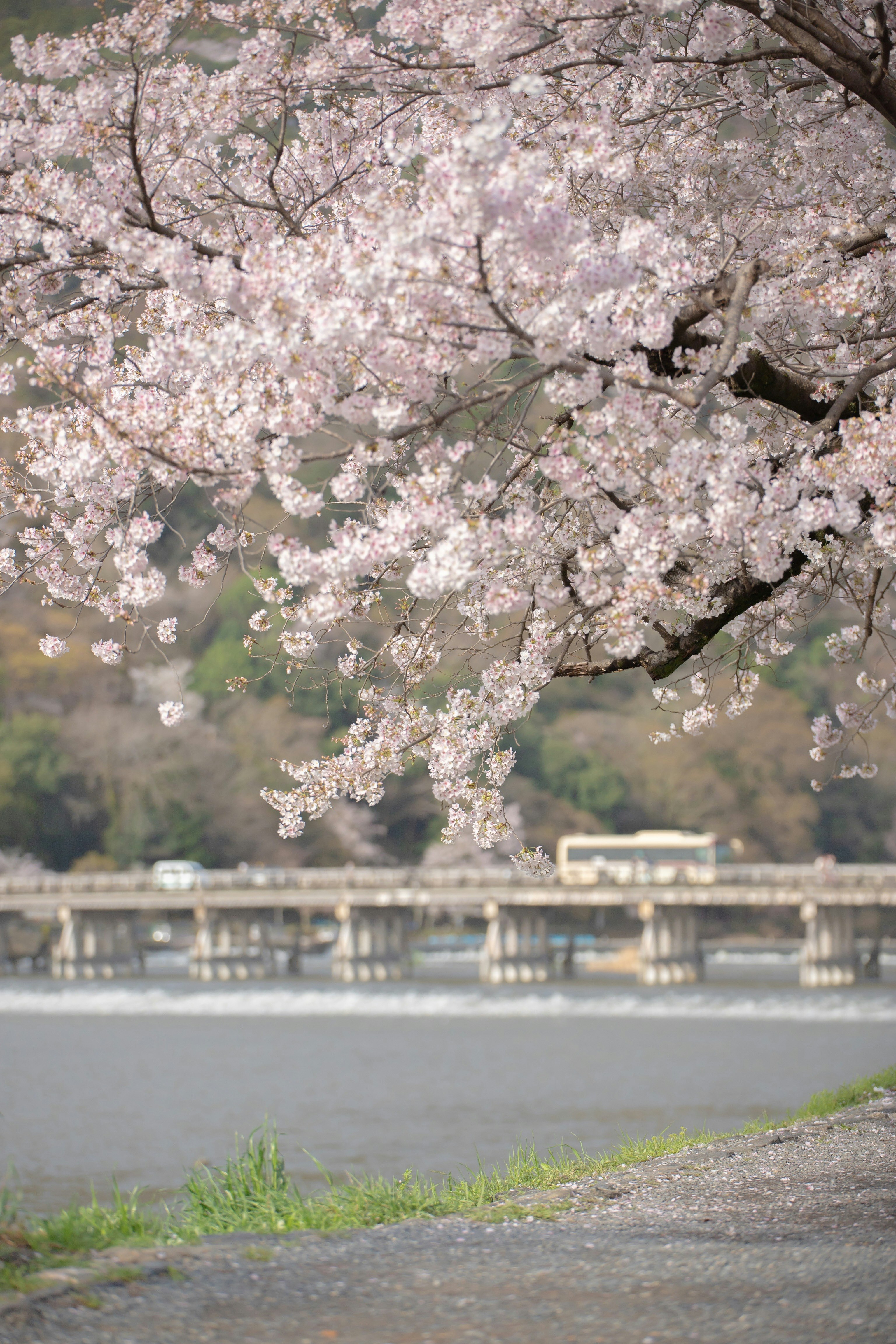 京都嵐山春季樱花与河岸景色