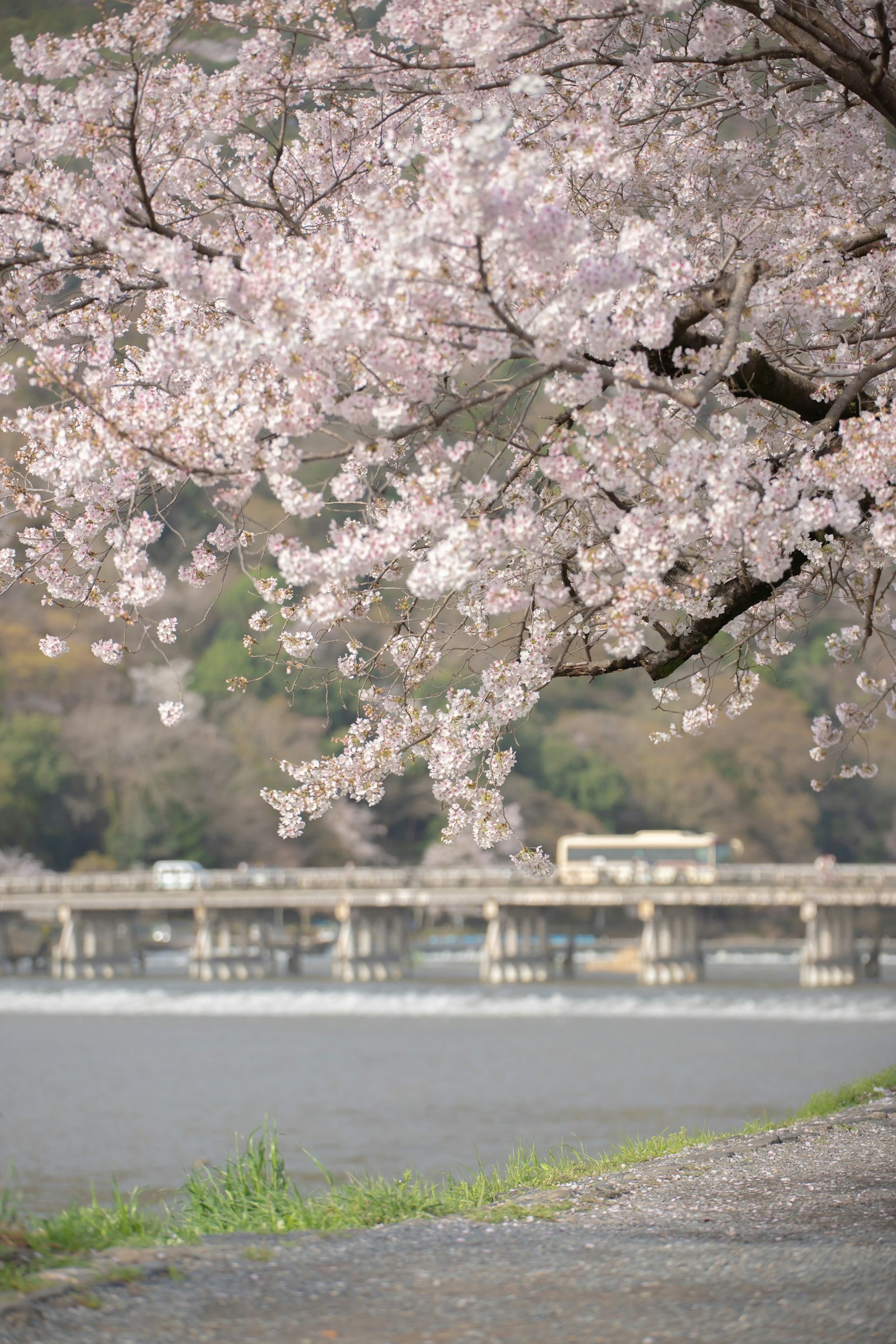 Bunga sakura mekar di tepi sungai