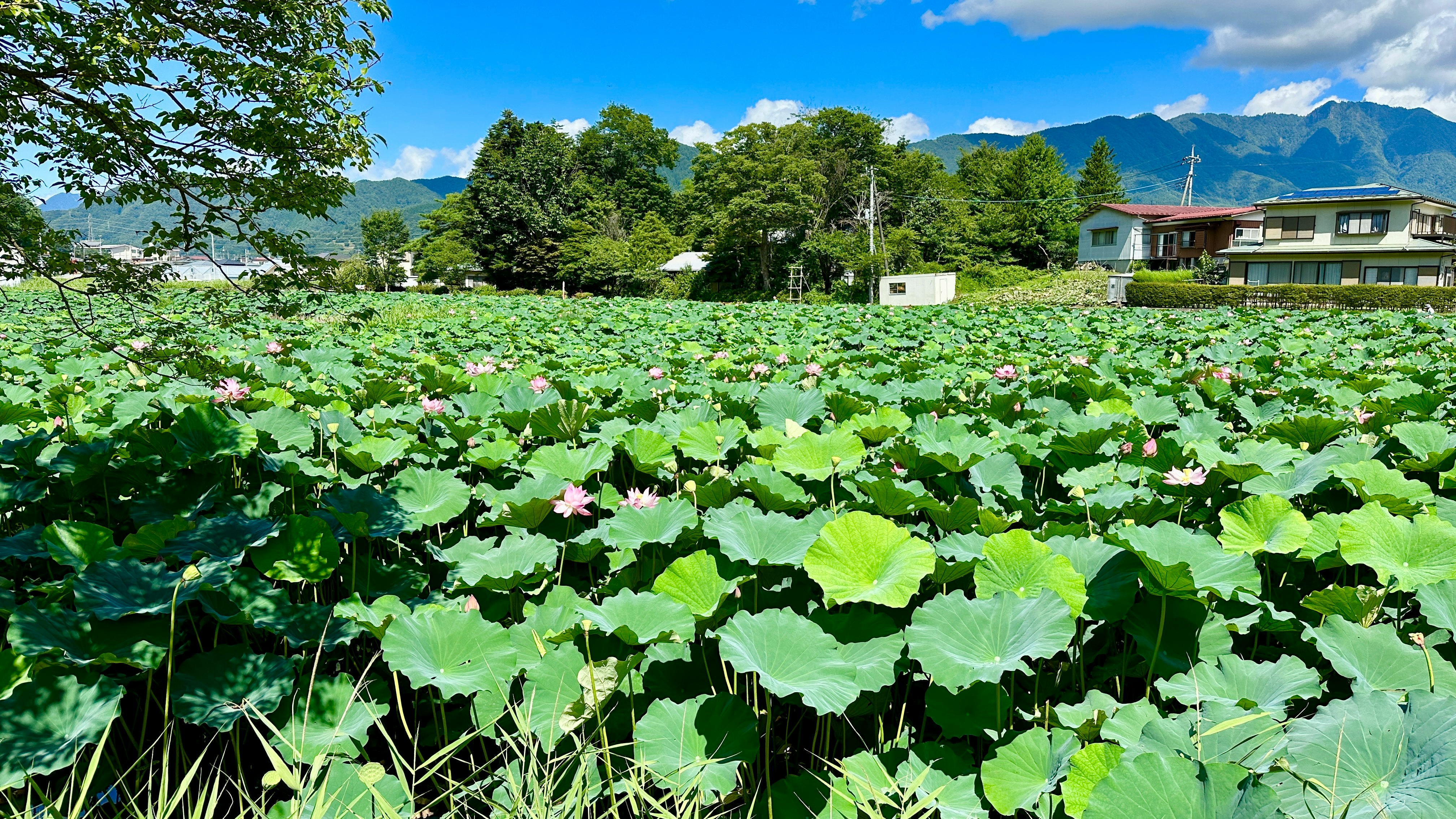 蓮の花が咲く水辺の庭園と山並みの風景
