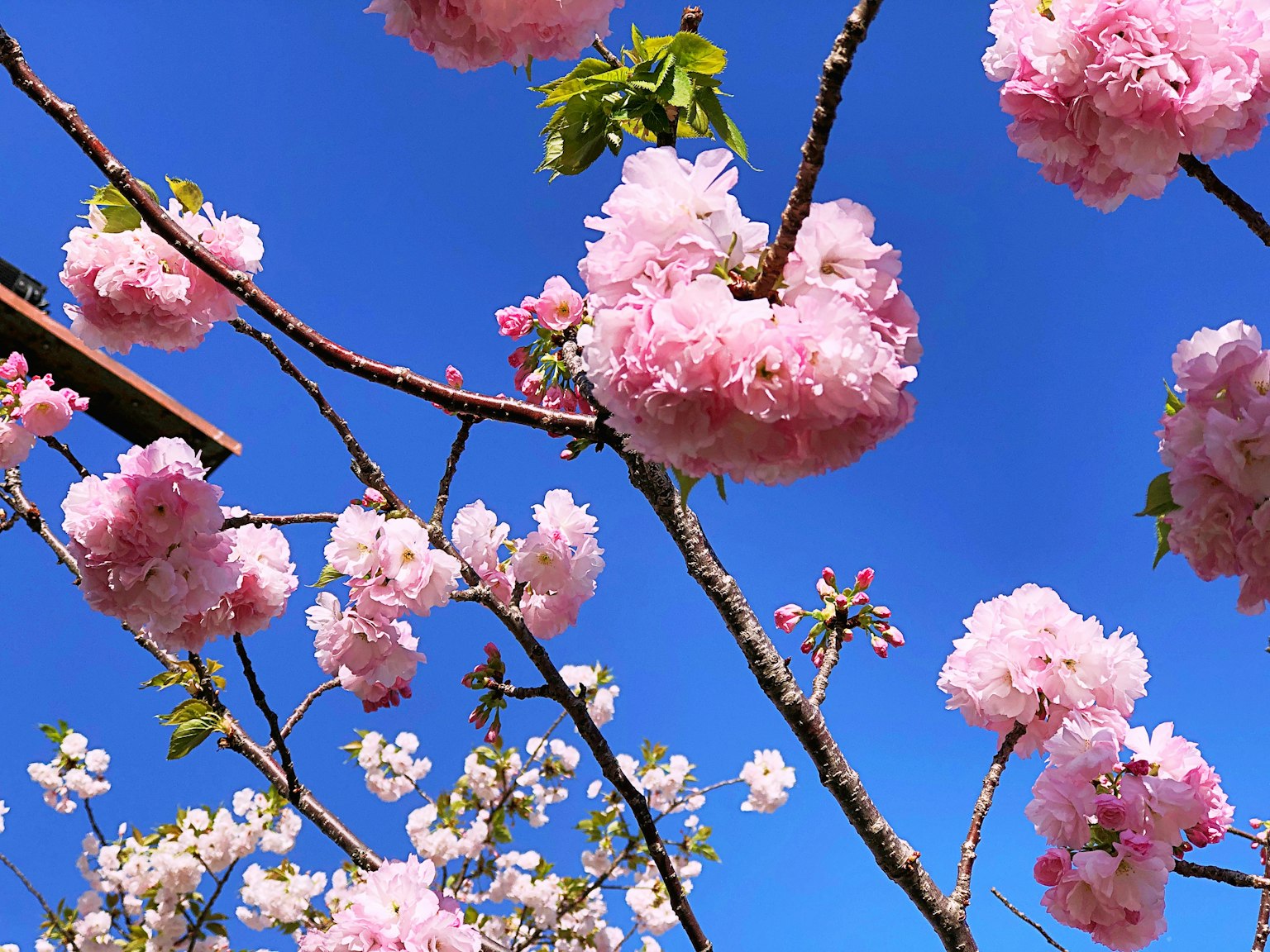 蓝天下樱花和树枝的特写