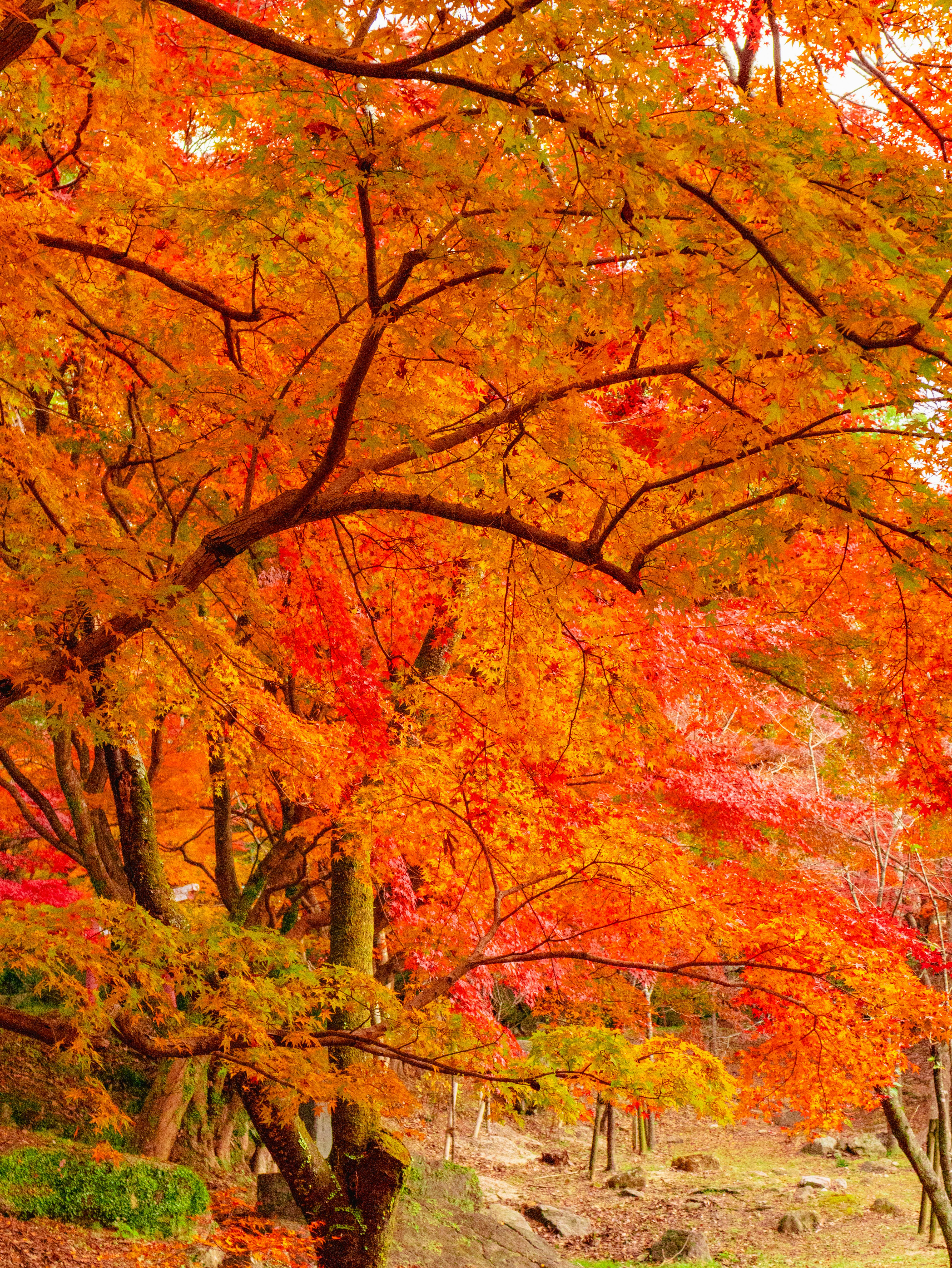 色づく紅葉の並木道を見上げた秋の景色