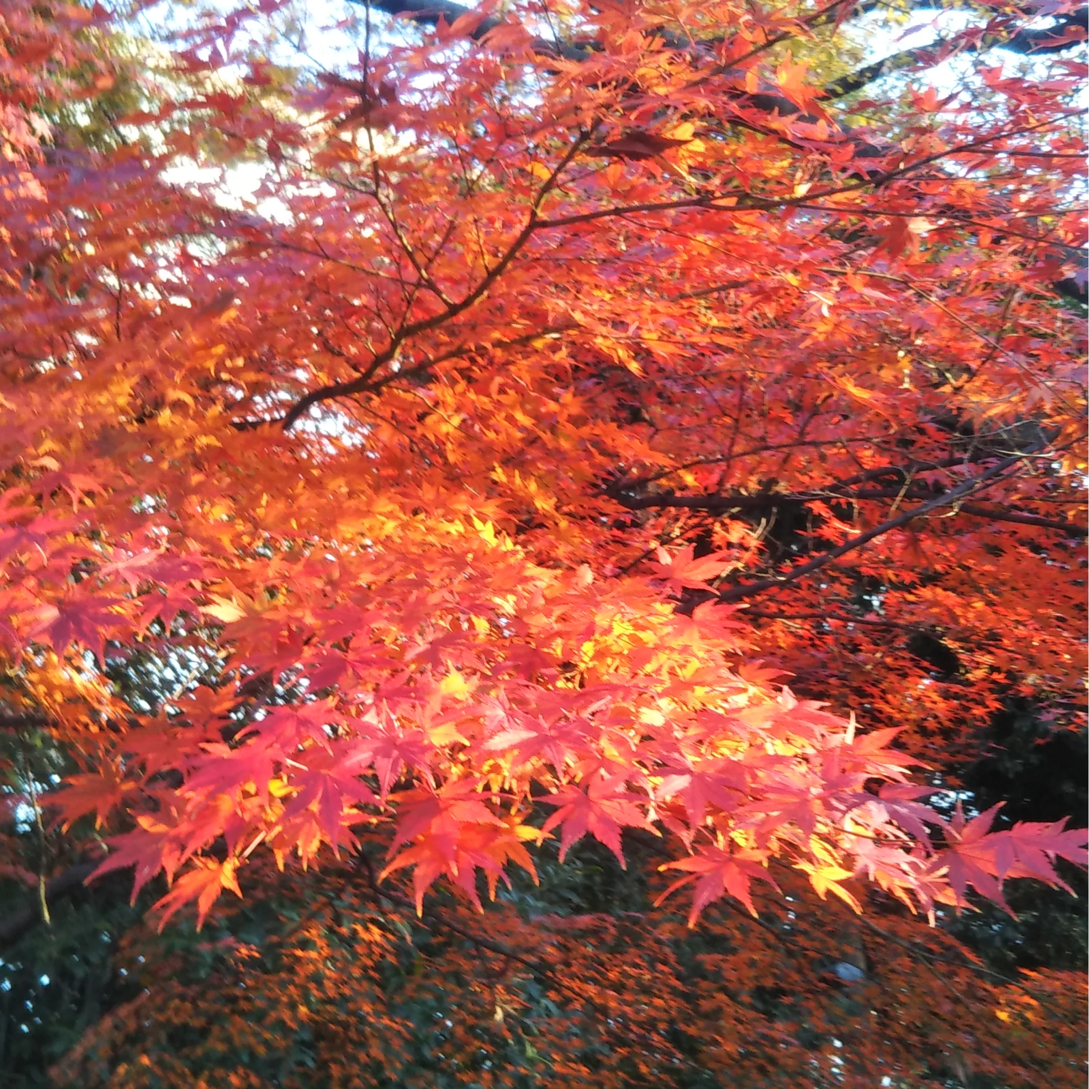 橘色與深紅的秋季楓葉鋪滿枝頭