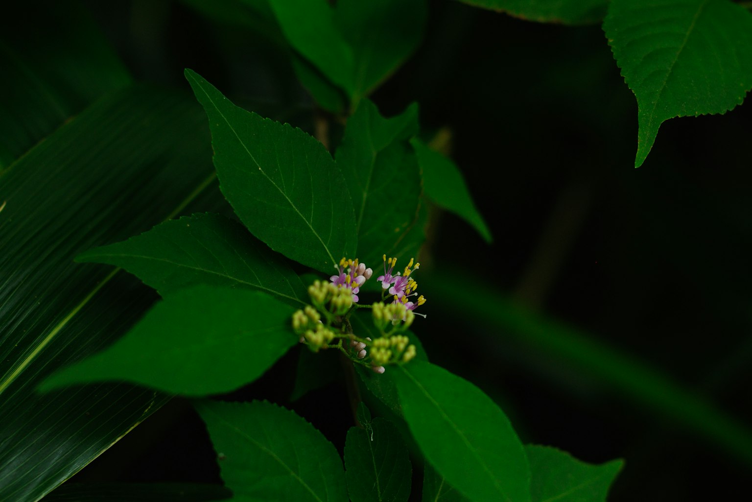Petites fleurs violettes regroupées parmi des feuilles vertes