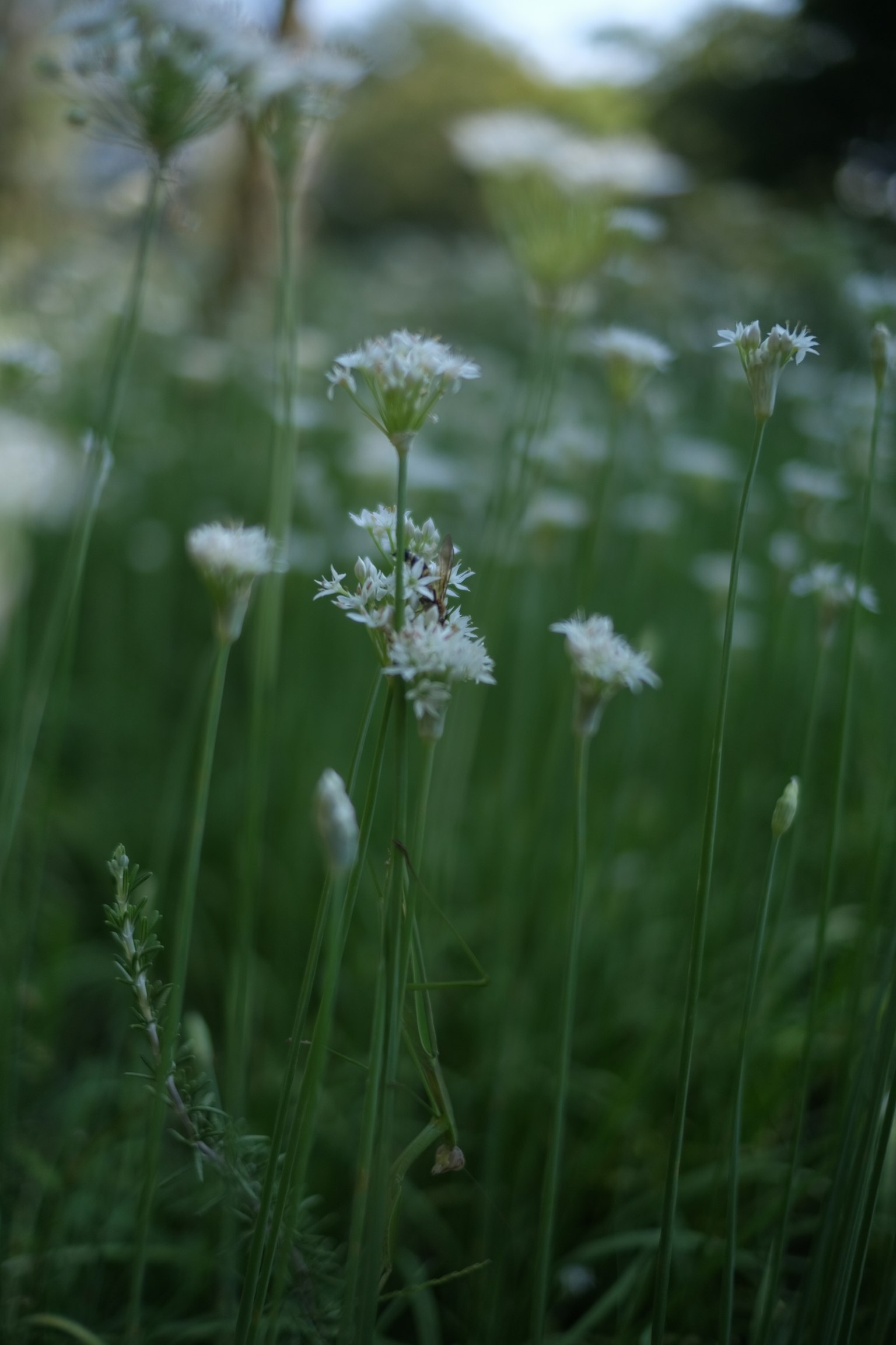 Piccole fiori bianchi che sbocciano tra l'erba verde