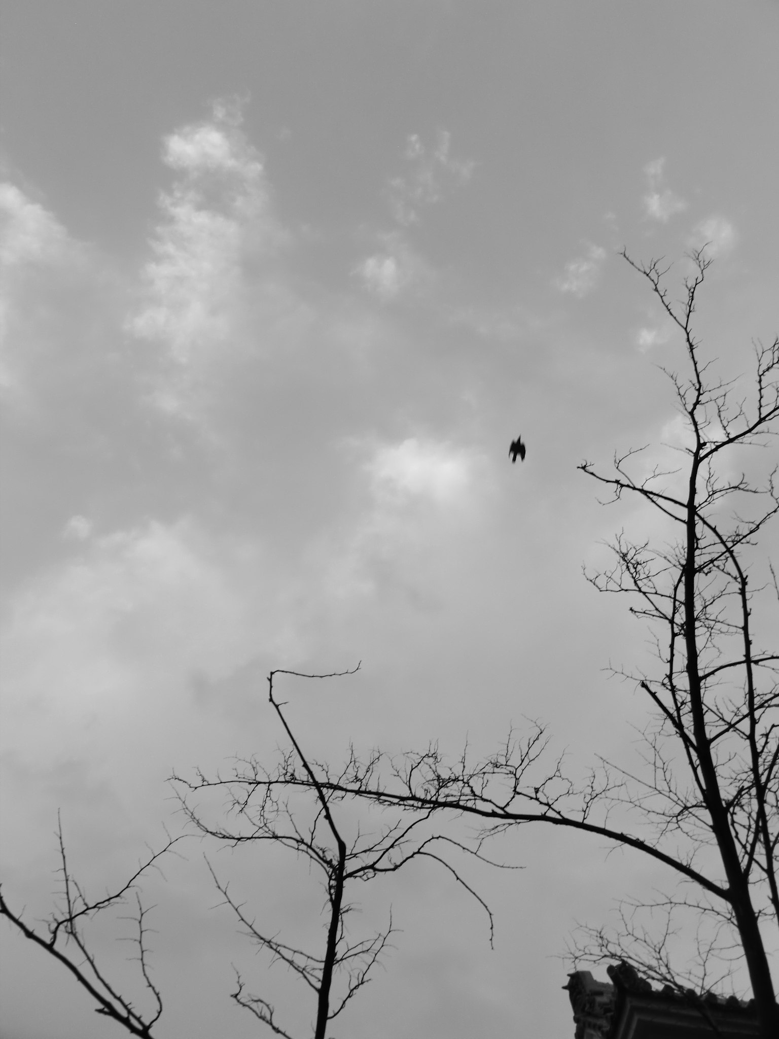 Silhouette của một con chim trên nền trời nhiều mây với cây trụi lá