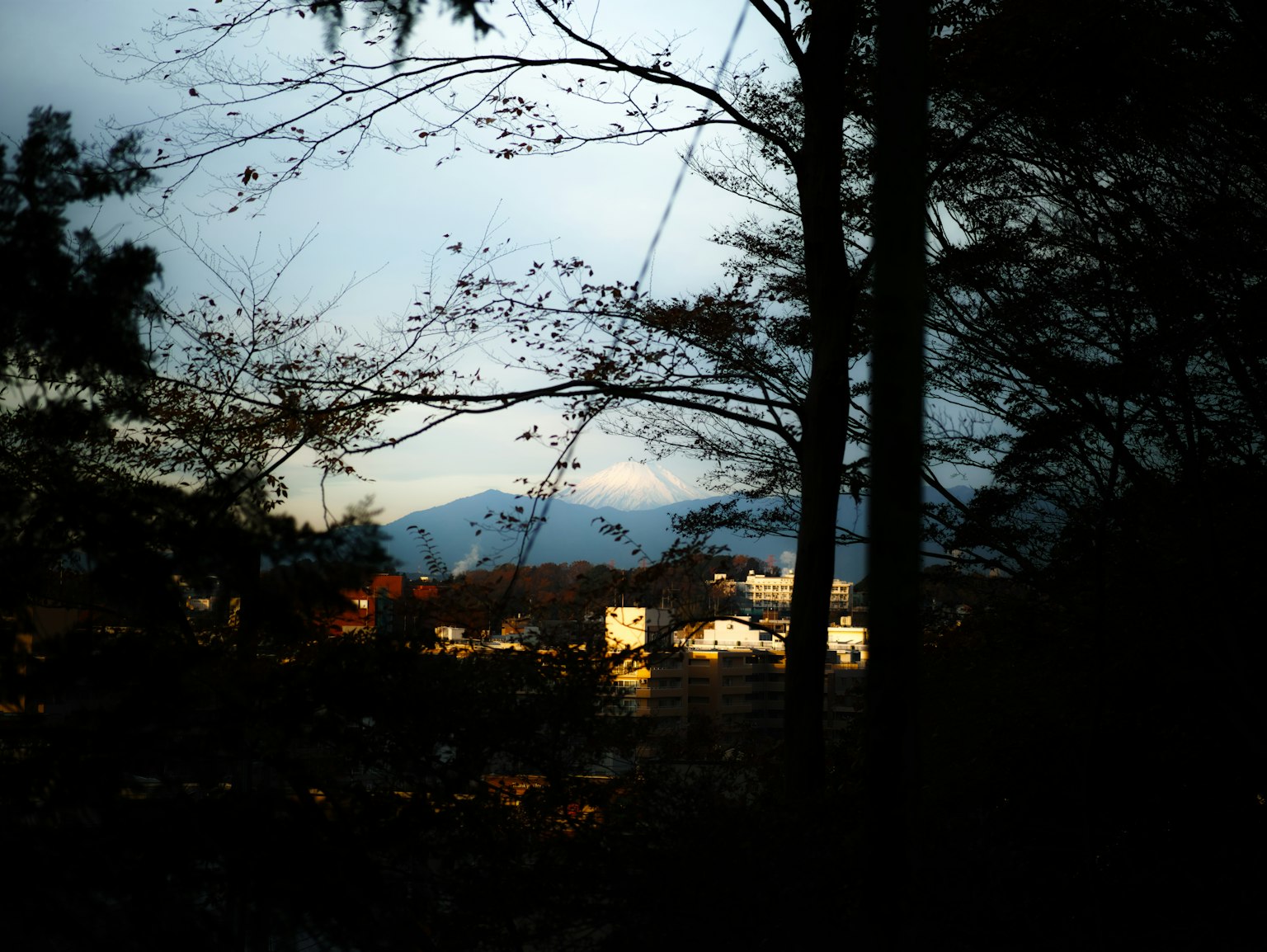 黃昏時樹木的輪廓與城市和山脈的景色