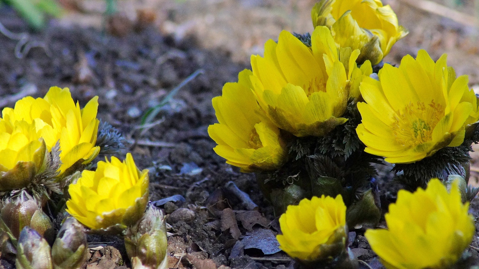 Close-up of vibrant yellow flowers blooming on the ground