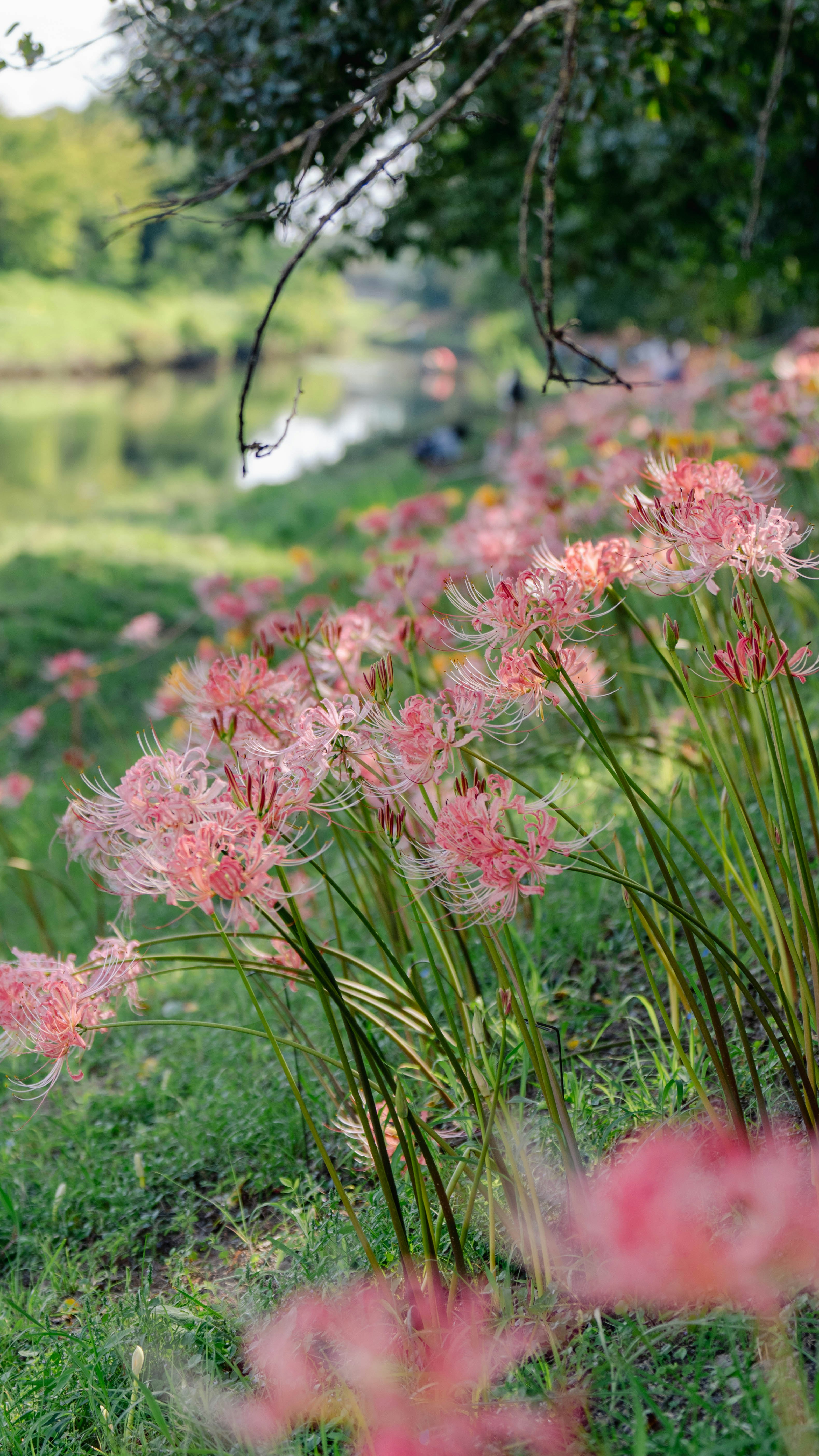 ピンクの花が咲く庭の草むらの風景