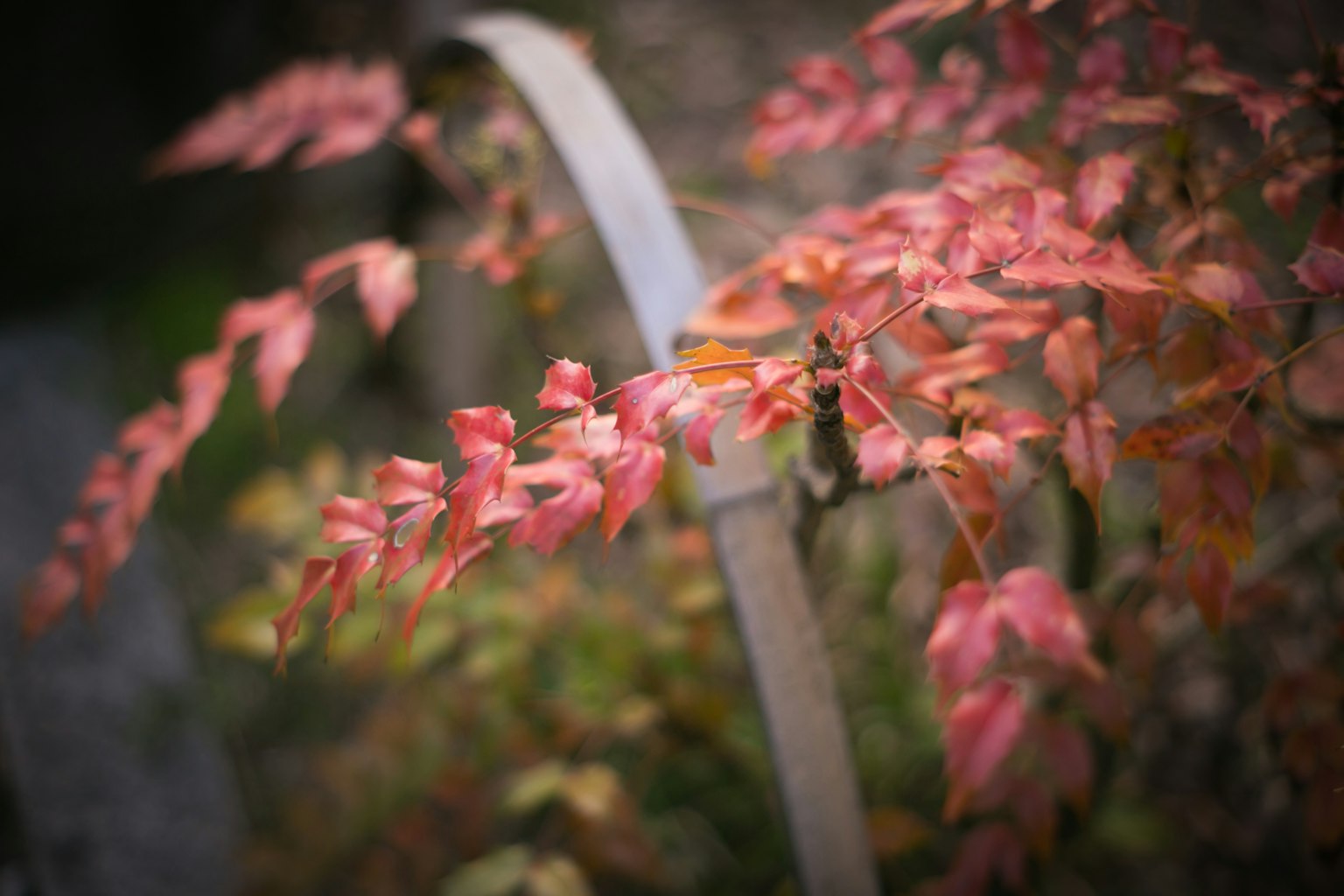 Foglie autunnali delicate in tonalità di rosa e arancione con uno sfondo sfocato