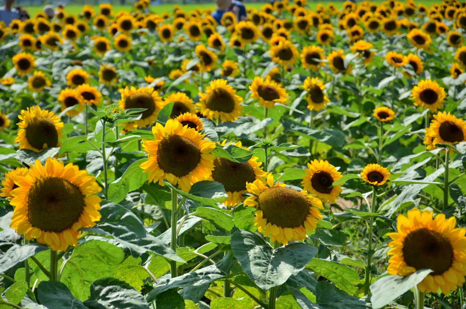 Ein lebendiges Sonnenblumenfeld mit blühenden gelben Sonnenblumen