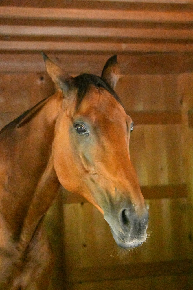 馬の顔が間近に写った屋内の神馬