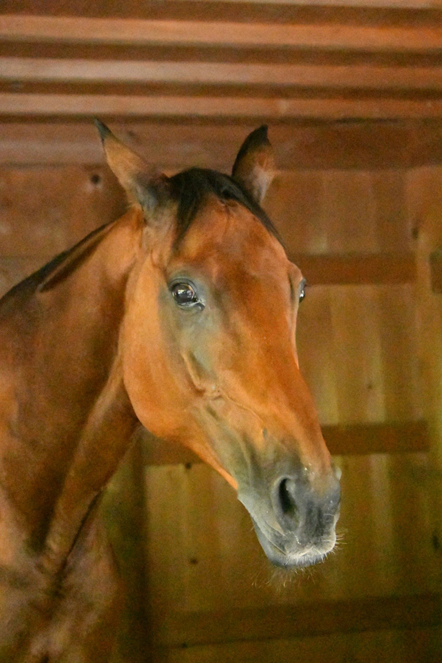 Acercamiento al rostro de un caballo marrón frente a una pared de madera