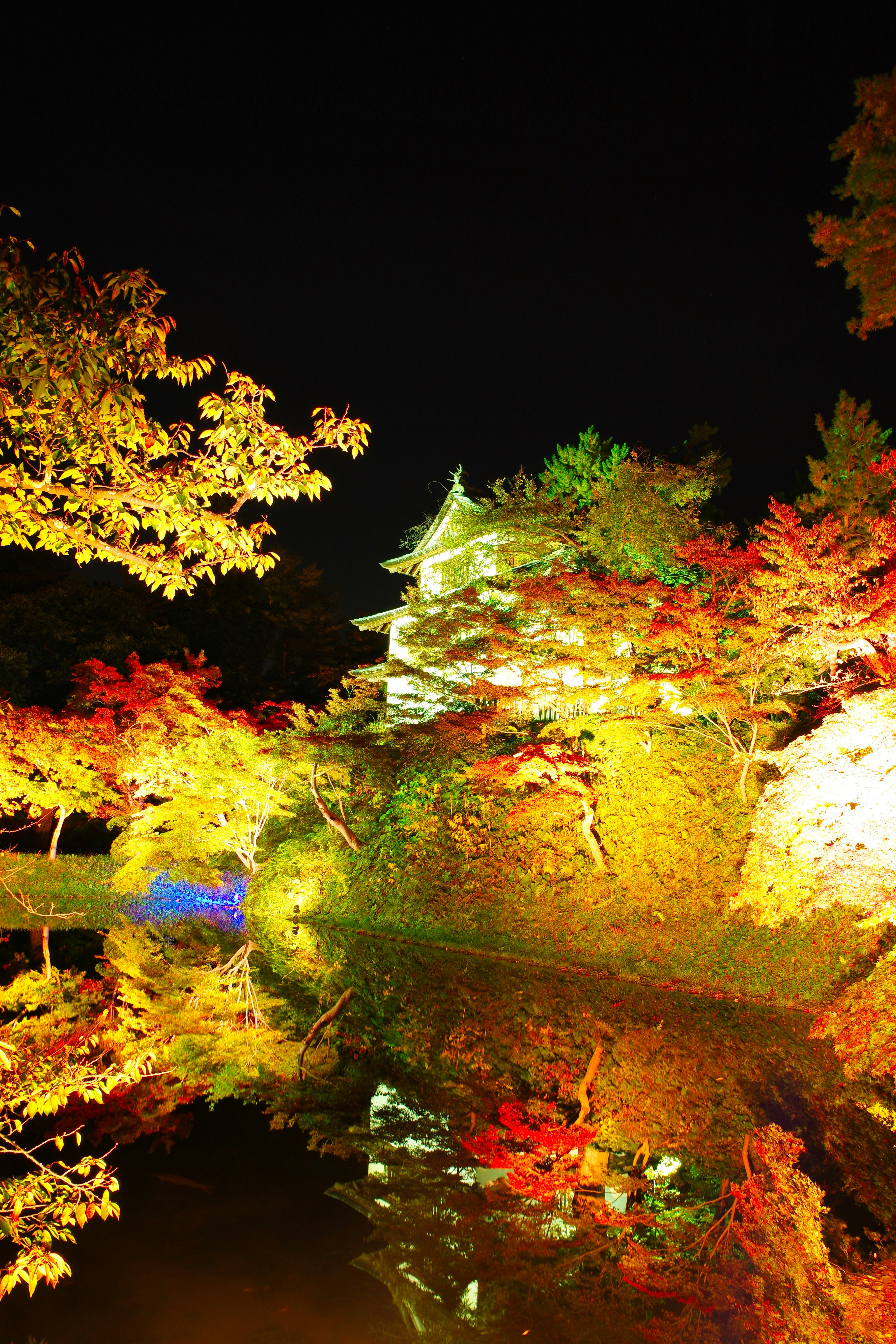 foglie d’autunno illuminate di notte in un giardino