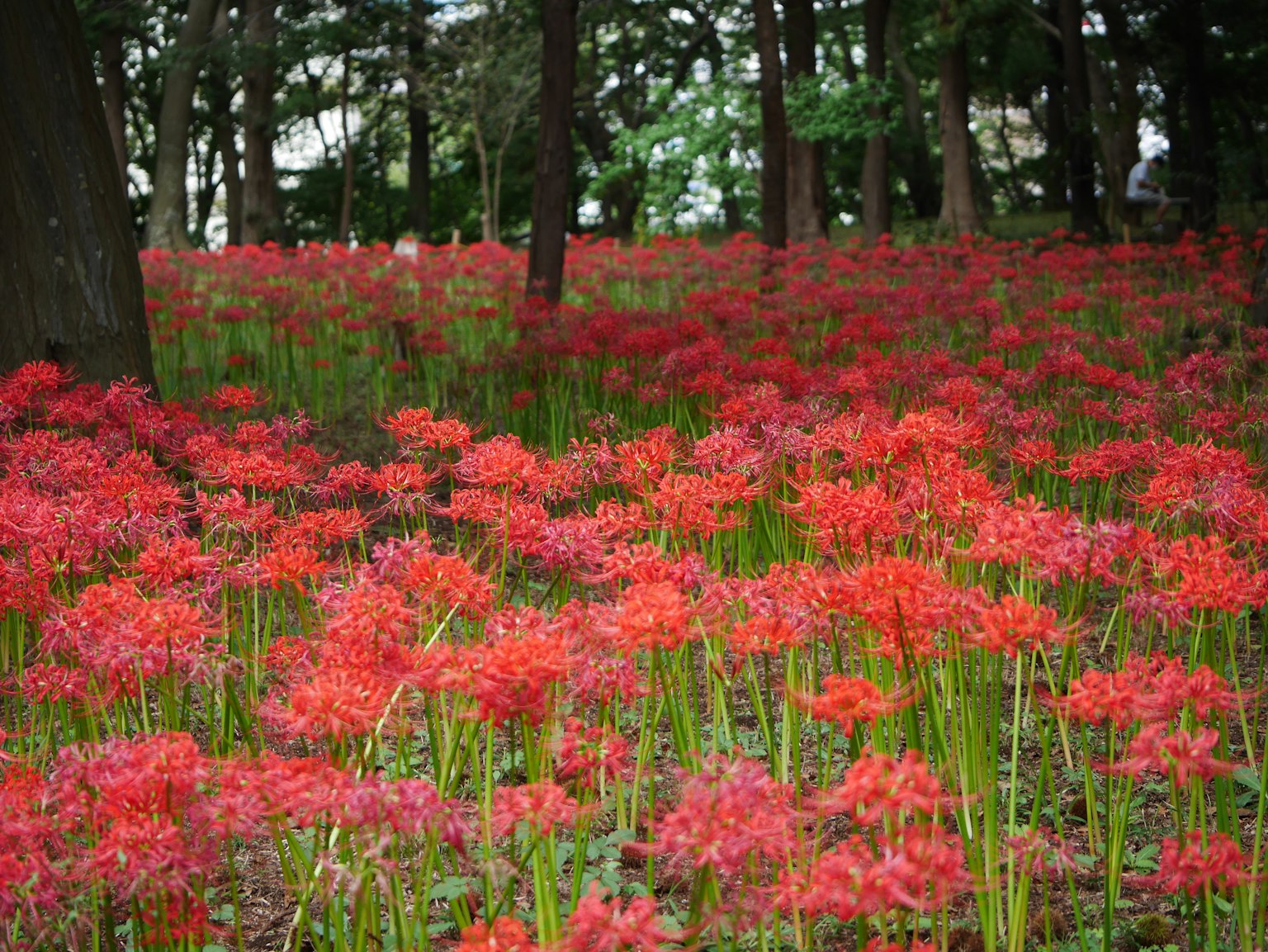 A landscape of red spider lilies blooming in a forest