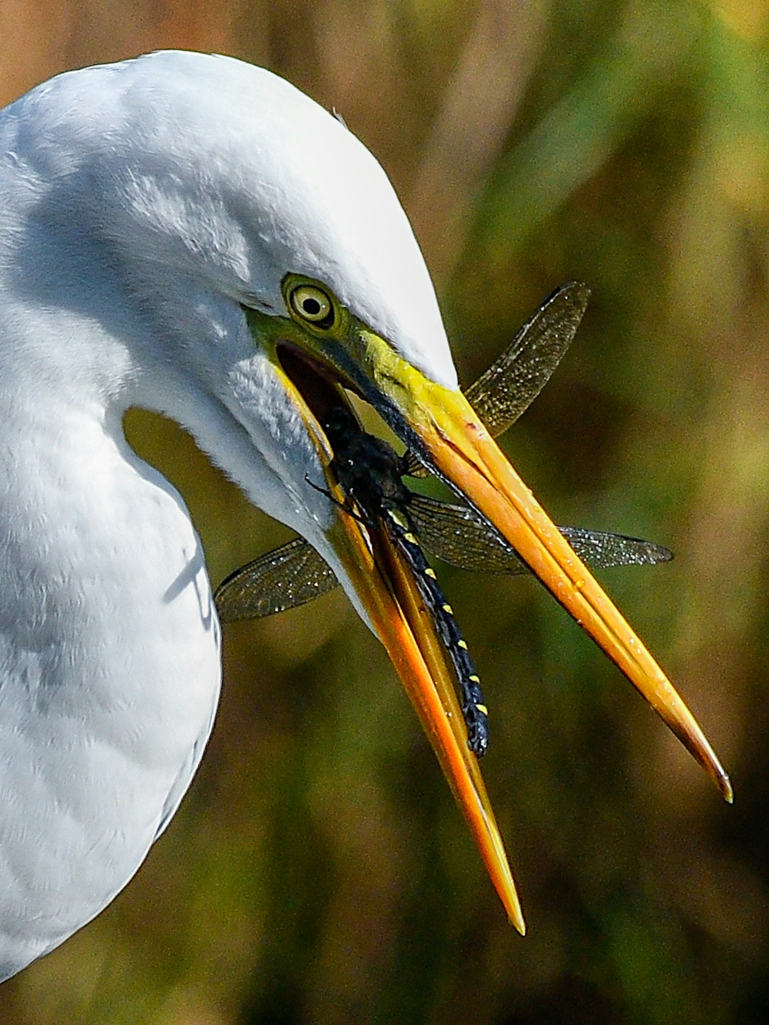 Close-up of a white heron with a fish in its beak