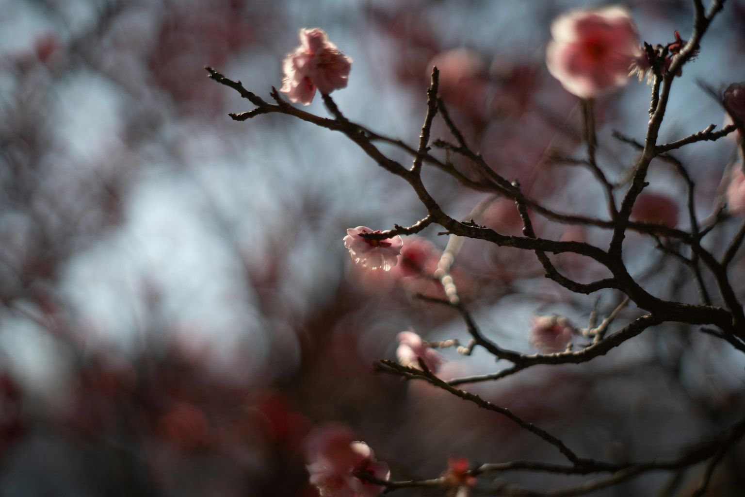 Gros plan de branches avec des fleurs roses pâles Lumière filtrant à travers crée une atmosphère magnifique
