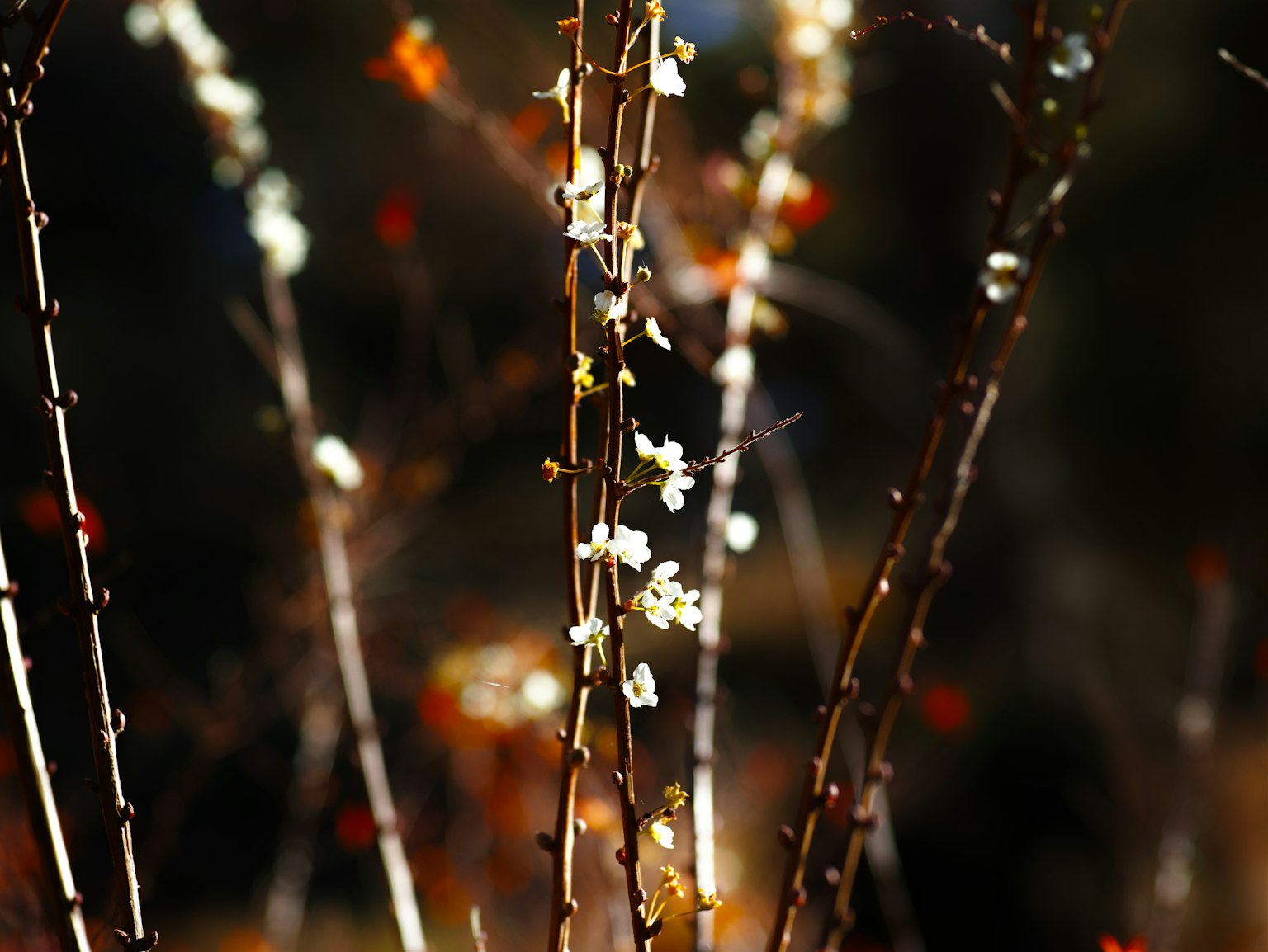 Dünne Äste mit weißen Blüten vor einem hellen Hintergrund