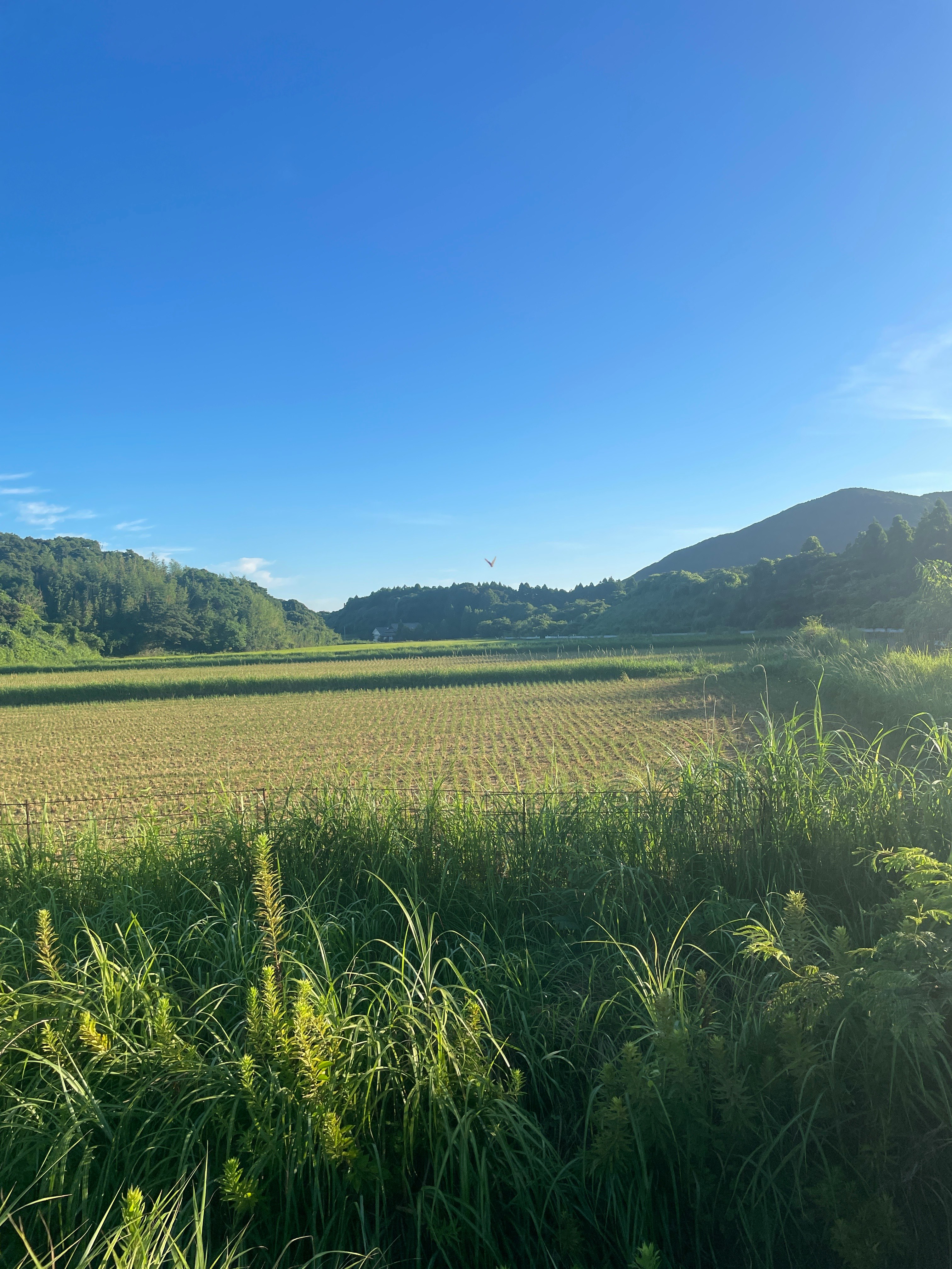 青空の下で広がる田畑と山並み