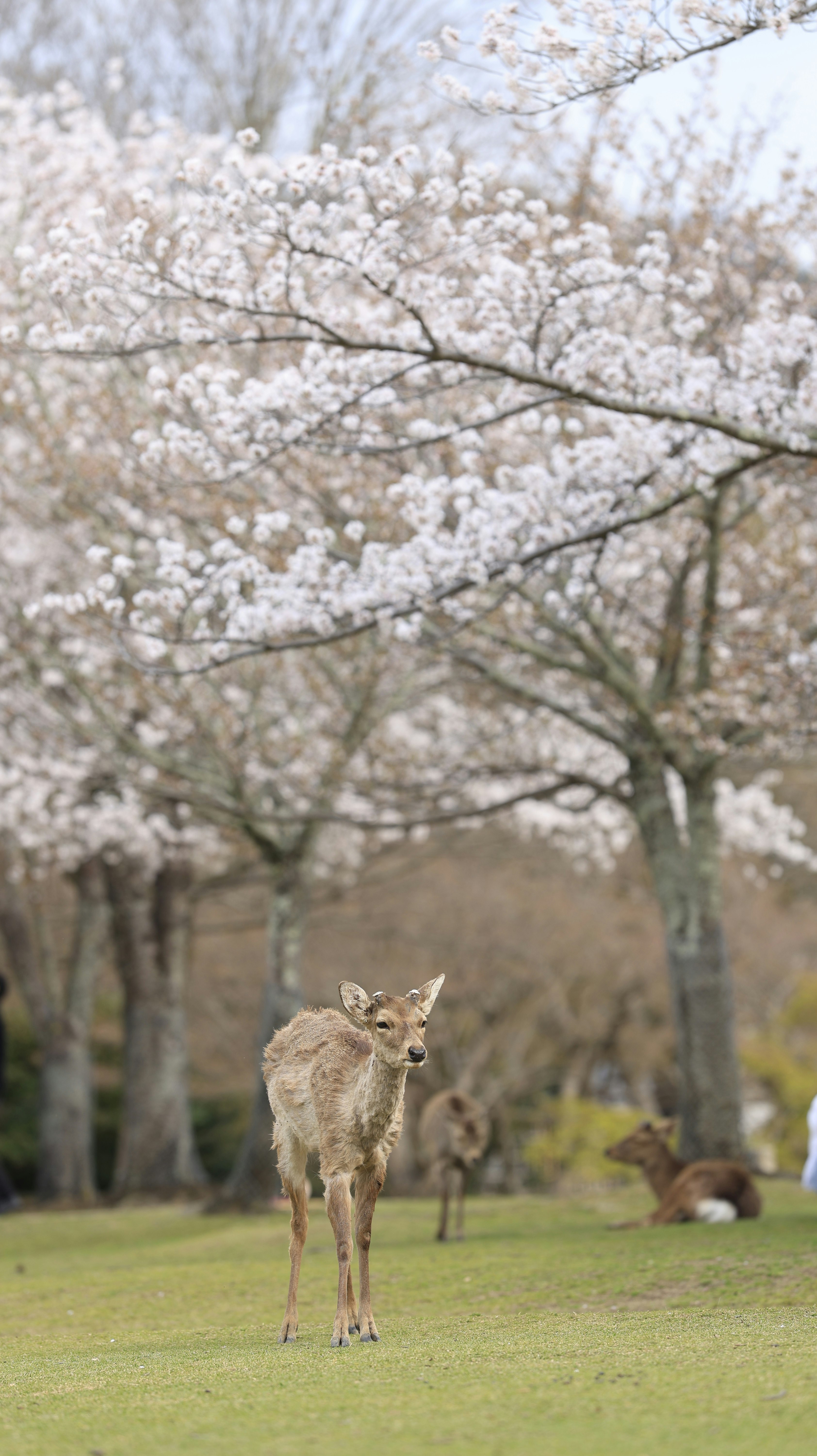 桜並木の芝生に立つ鹿