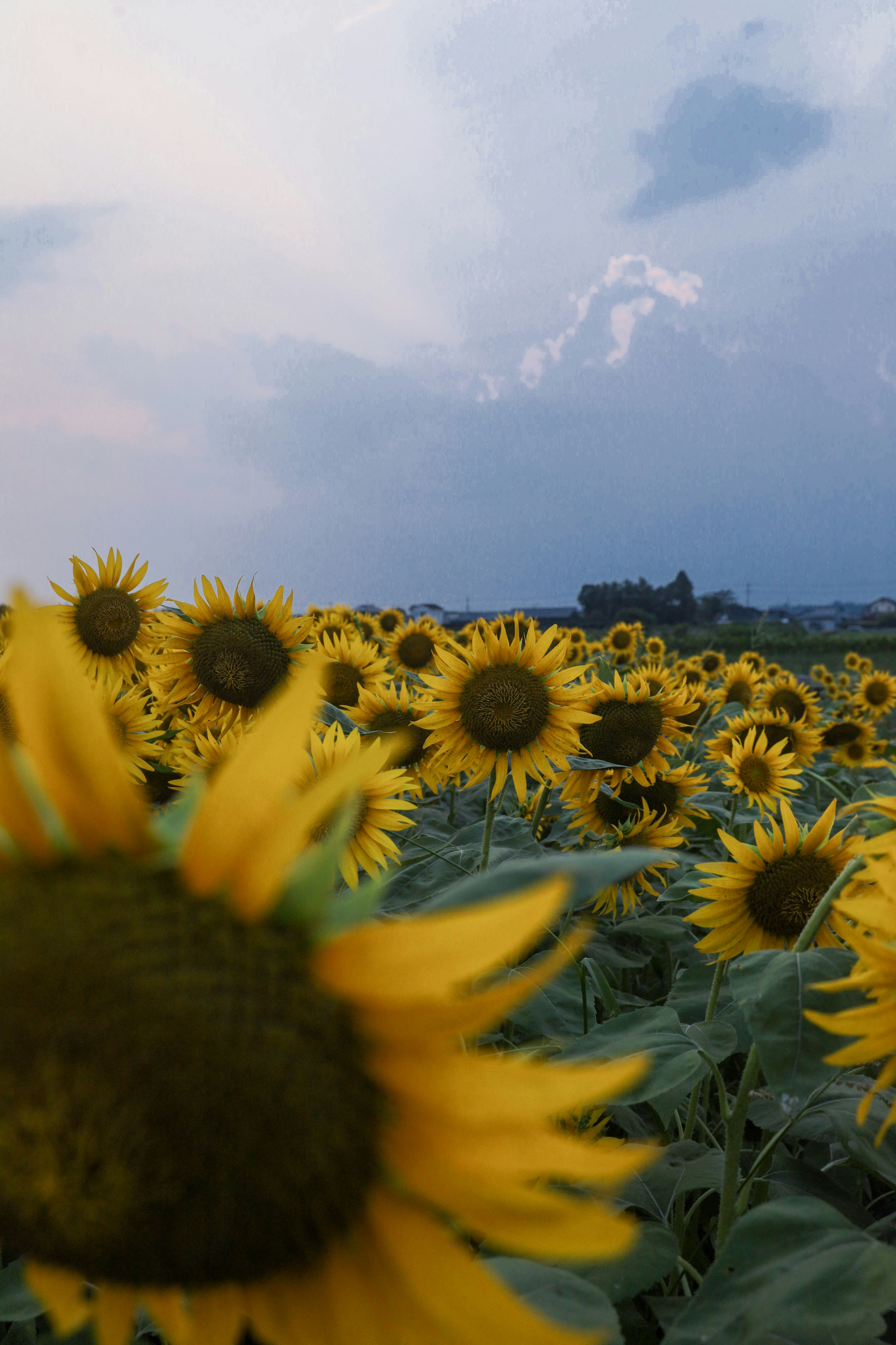 ひまわり畑の花が広がる青空の下の風景
