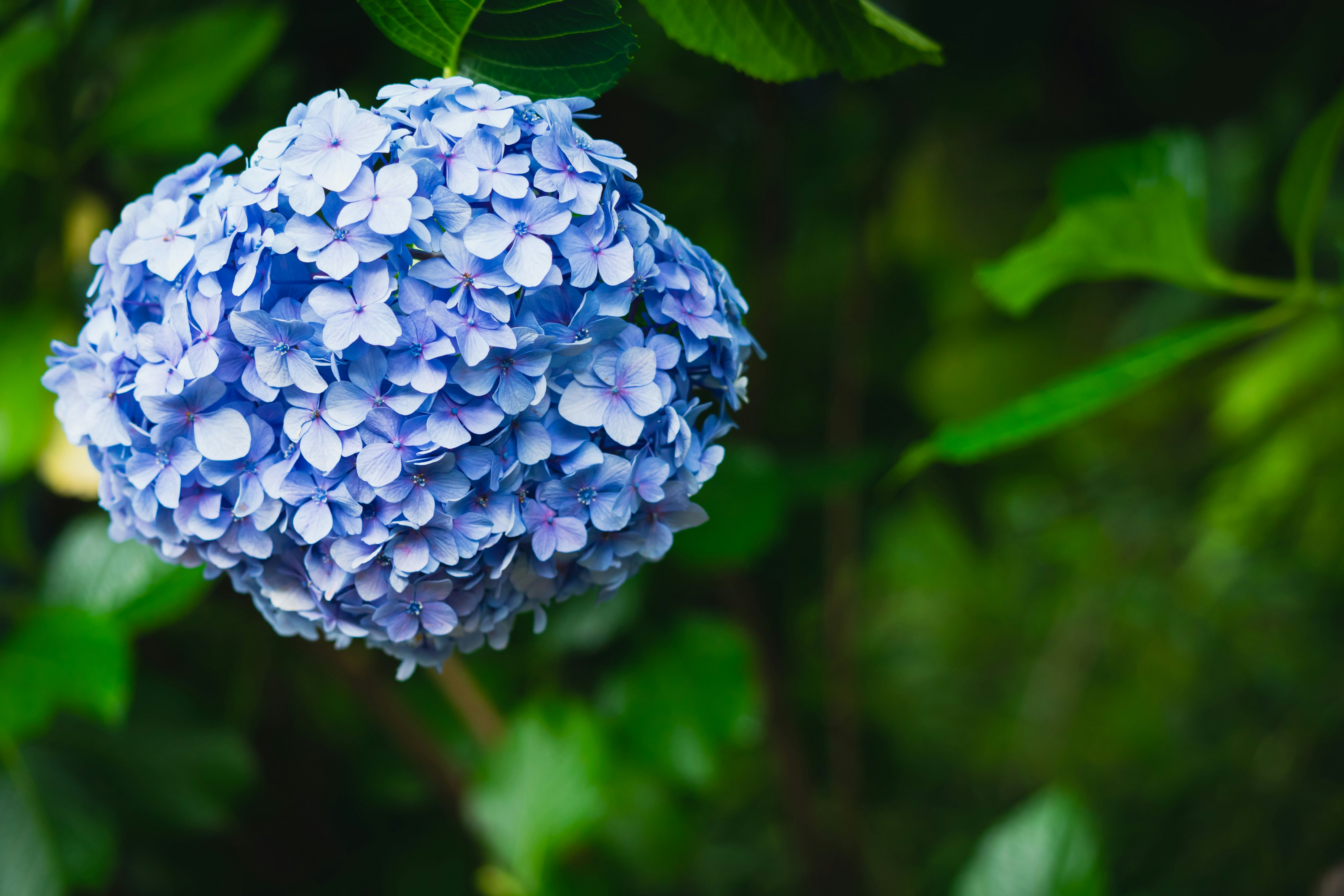 Nahaufnahme einer blauen Hortensienblüte mit grünem Blattwerk im Hintergrund