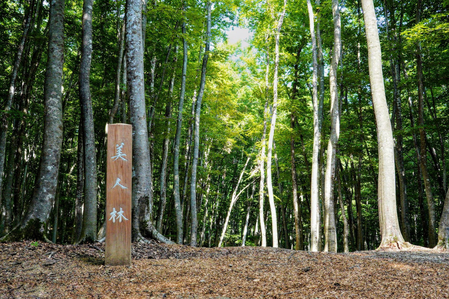 Panneau dans une forêt verdoyante avec de grands arbres