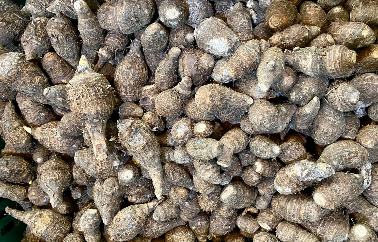 Una gran colección de raíces de taro con superficies rugosas y color gris marrón