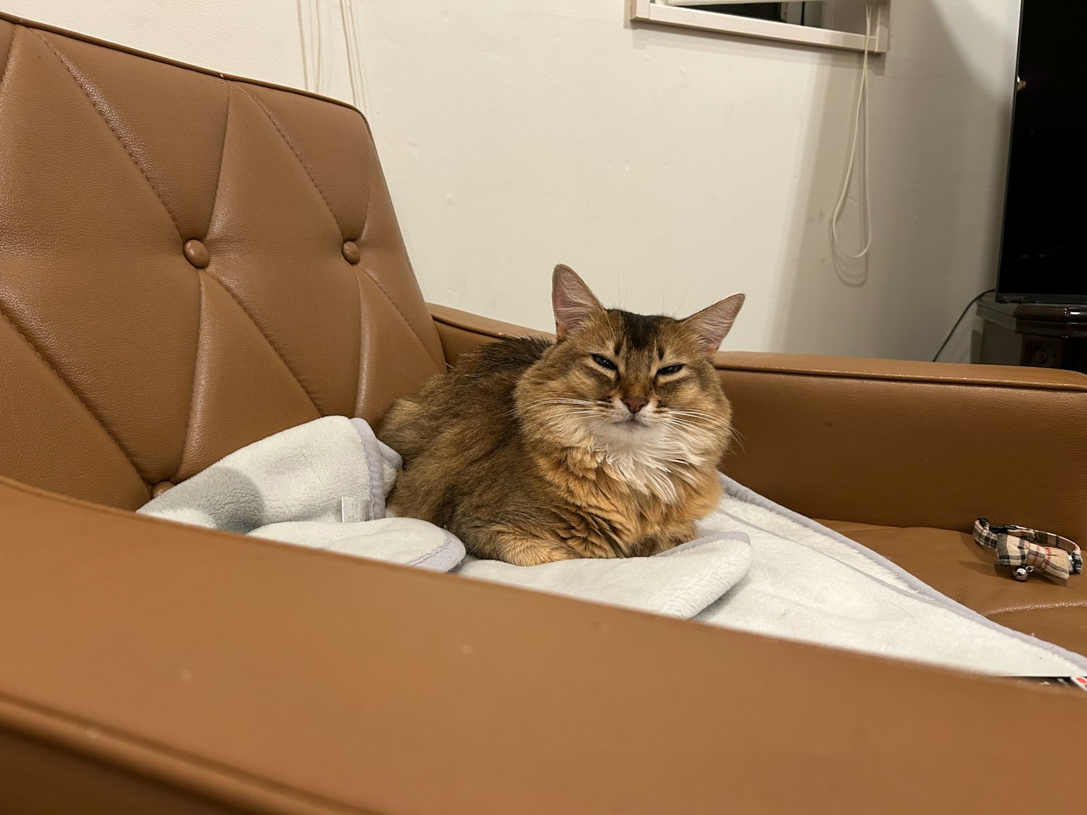 在棕色扶手椅上休息的毛茸茸的猫