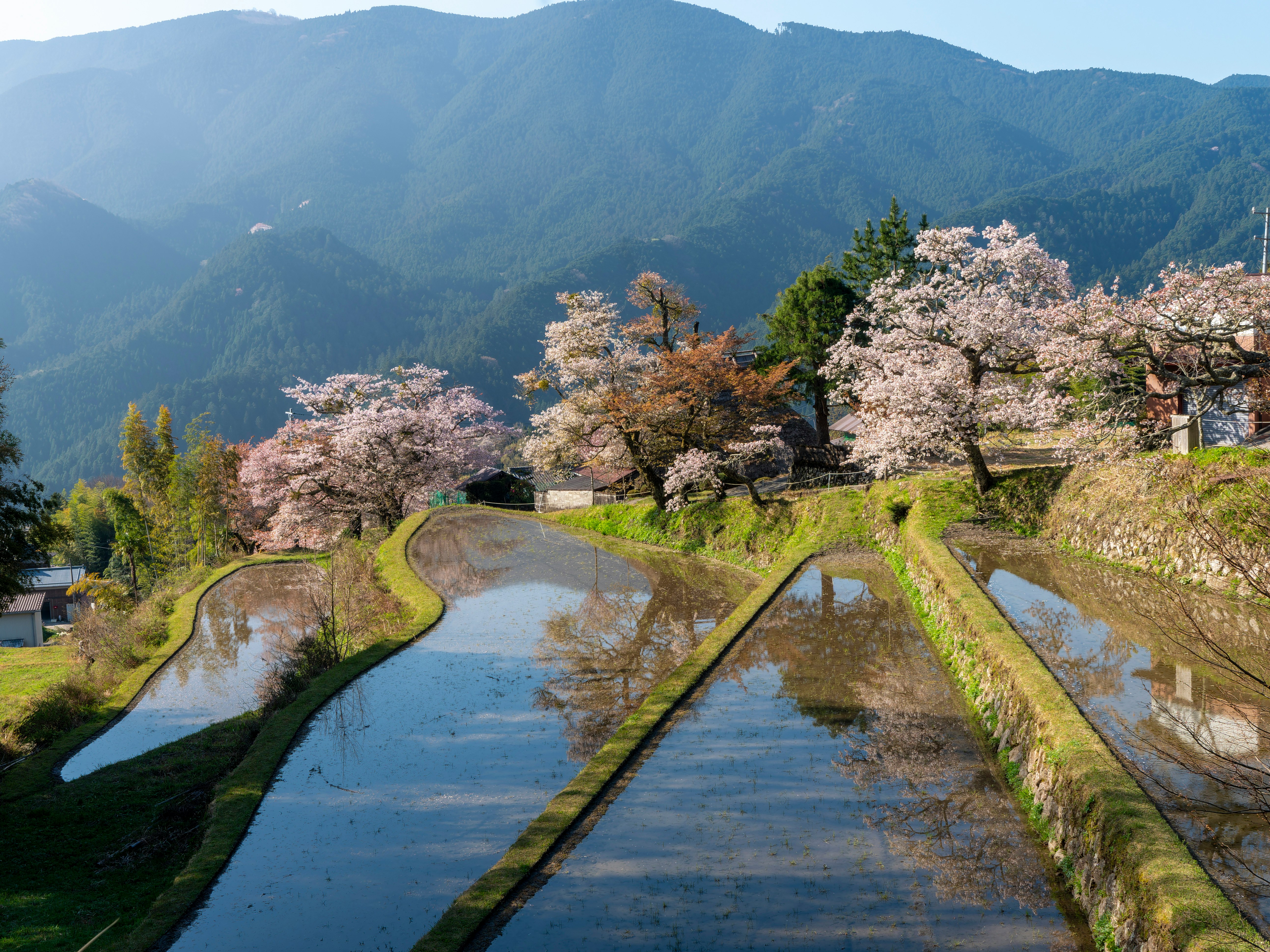 三重県・三多気の里山に広がる棚田と桜の咲く青空