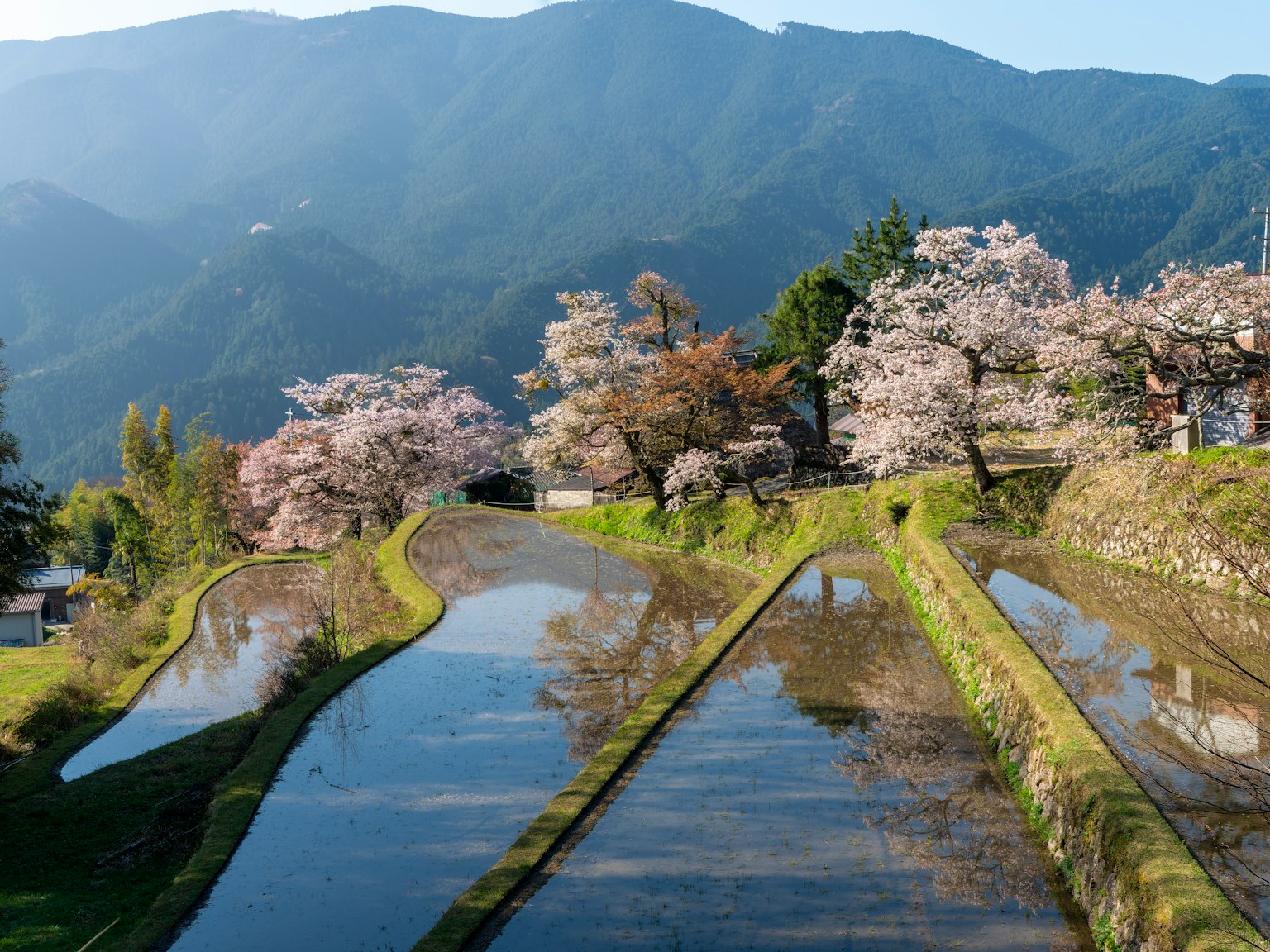 背景是山脈的櫻花樹和稻田的風景
