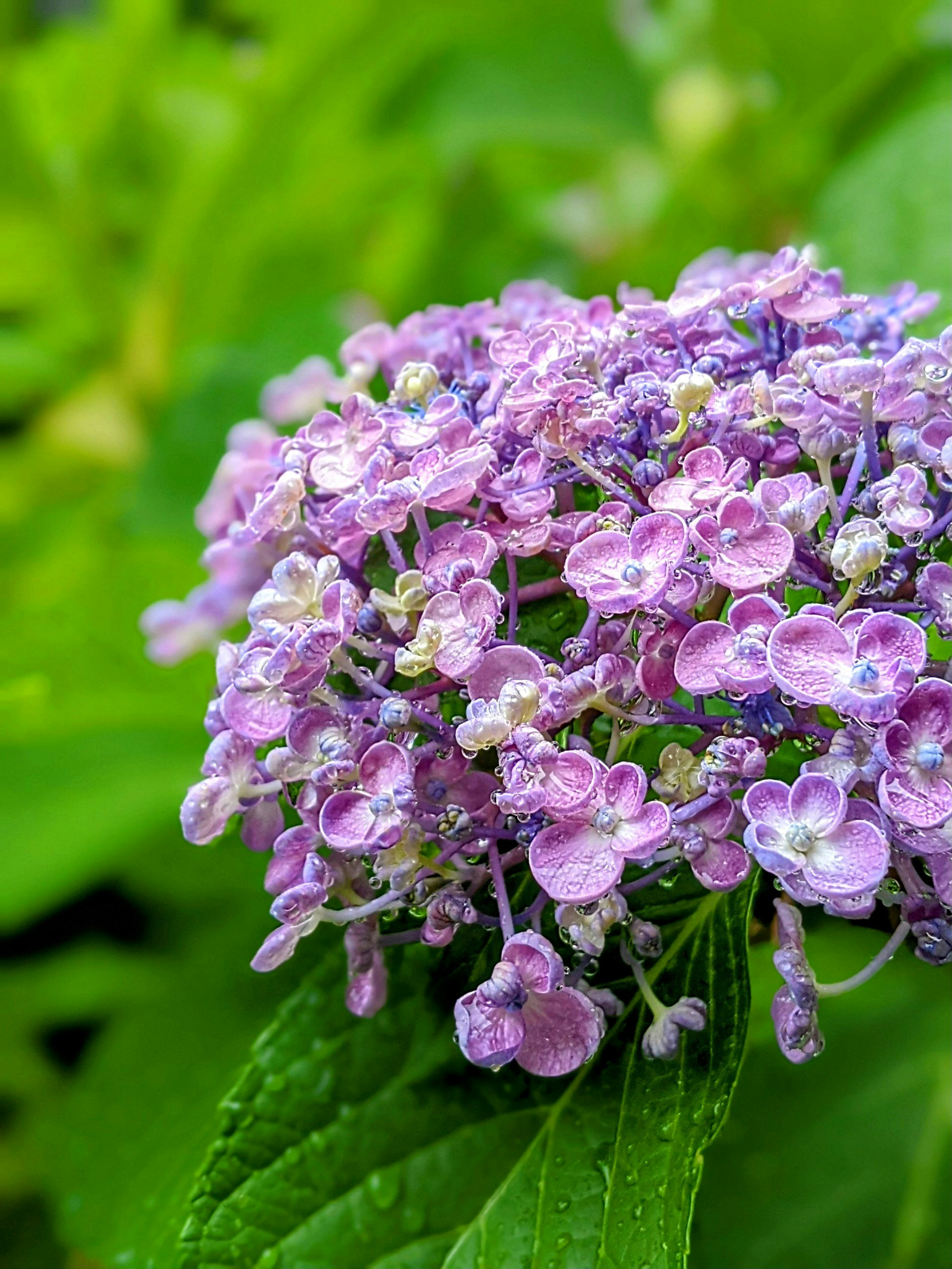 紫陽花（ハイドランジア）の花房のクローズアップ画像