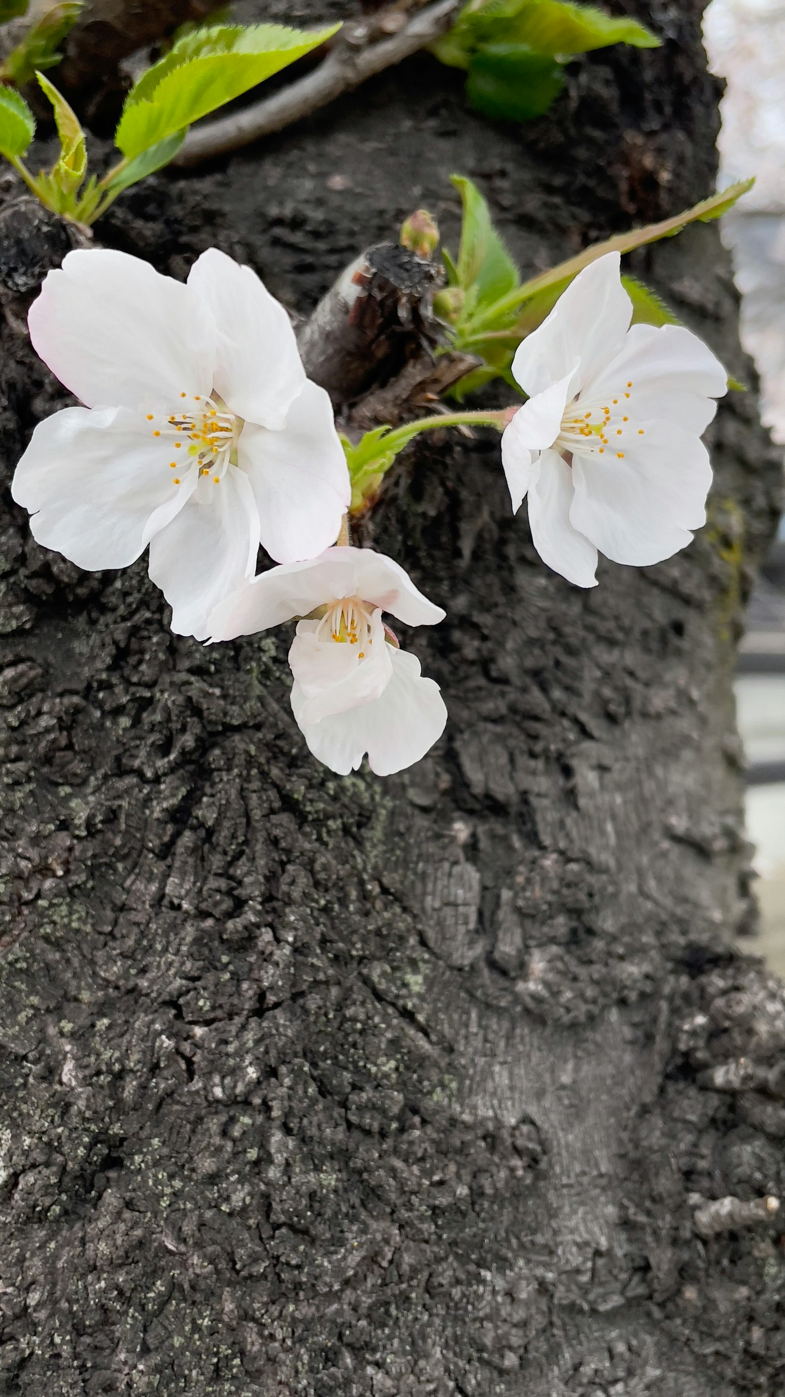 White flowers blooming on a tree trunk