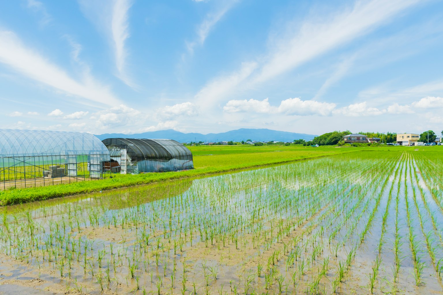 Champ de riz verdoyant sous un ciel bleu avec des nuages et une serre