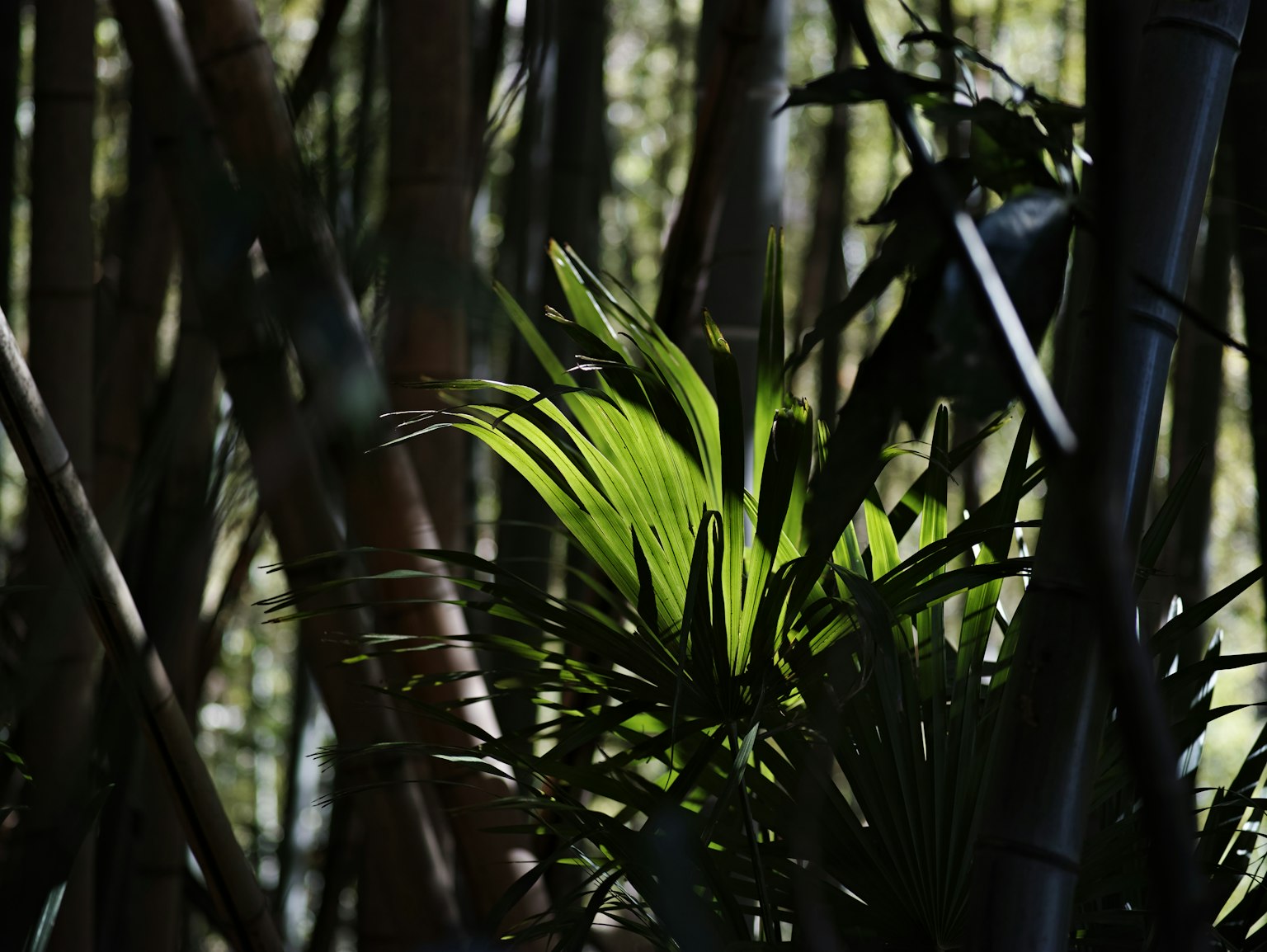 Bright green leaf visible through dark bamboo