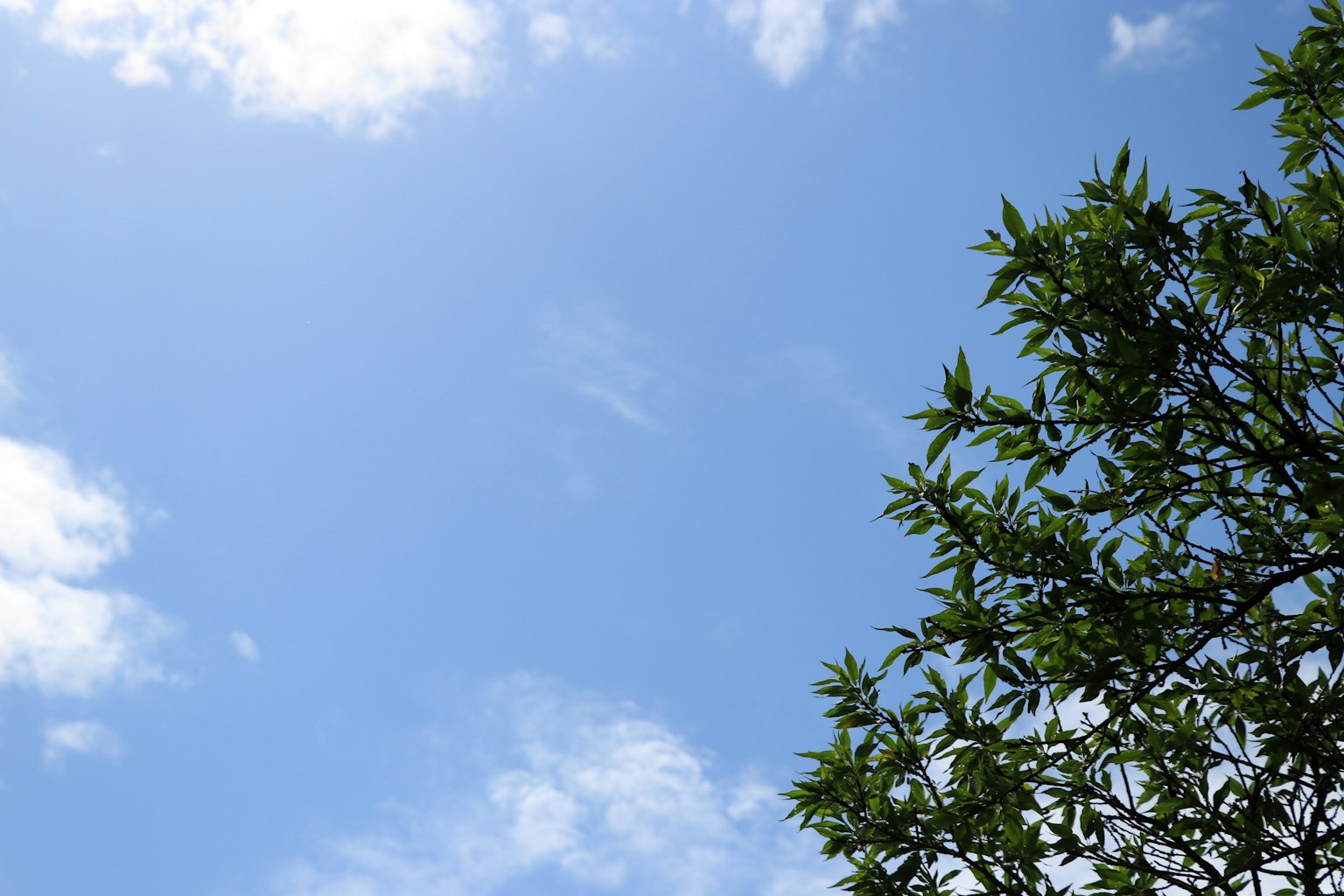 Ciel bleu lumineux avec des feuilles vertes dans le coin