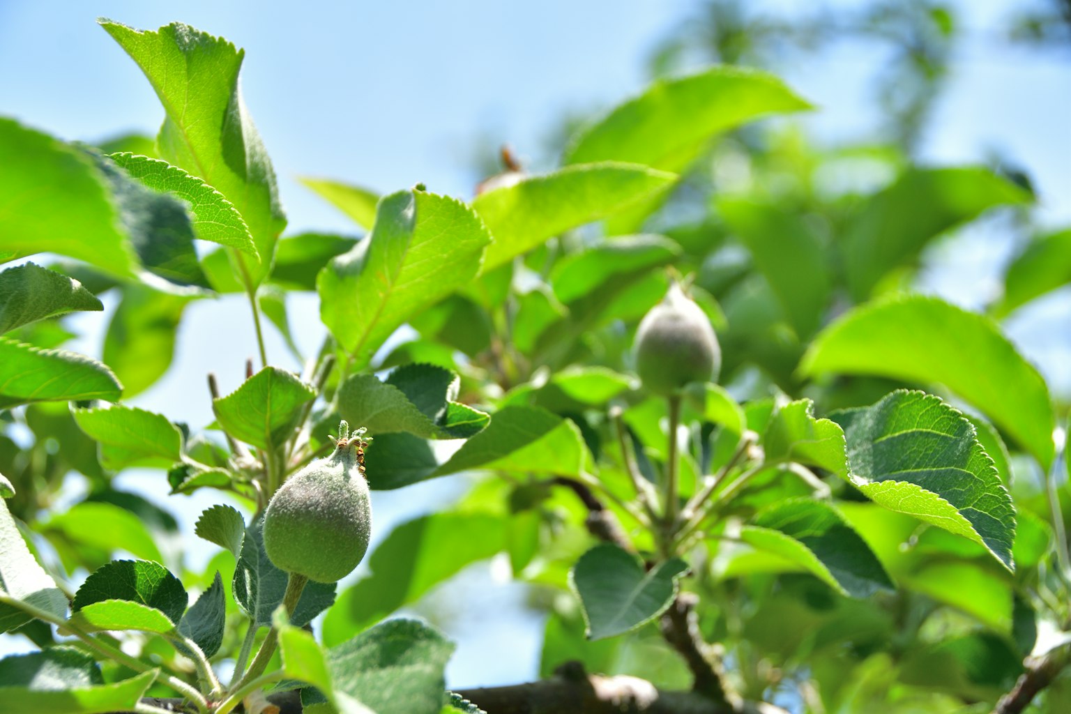 Cabang pohon apel dengan buah kecil di antara daun hijau subur
