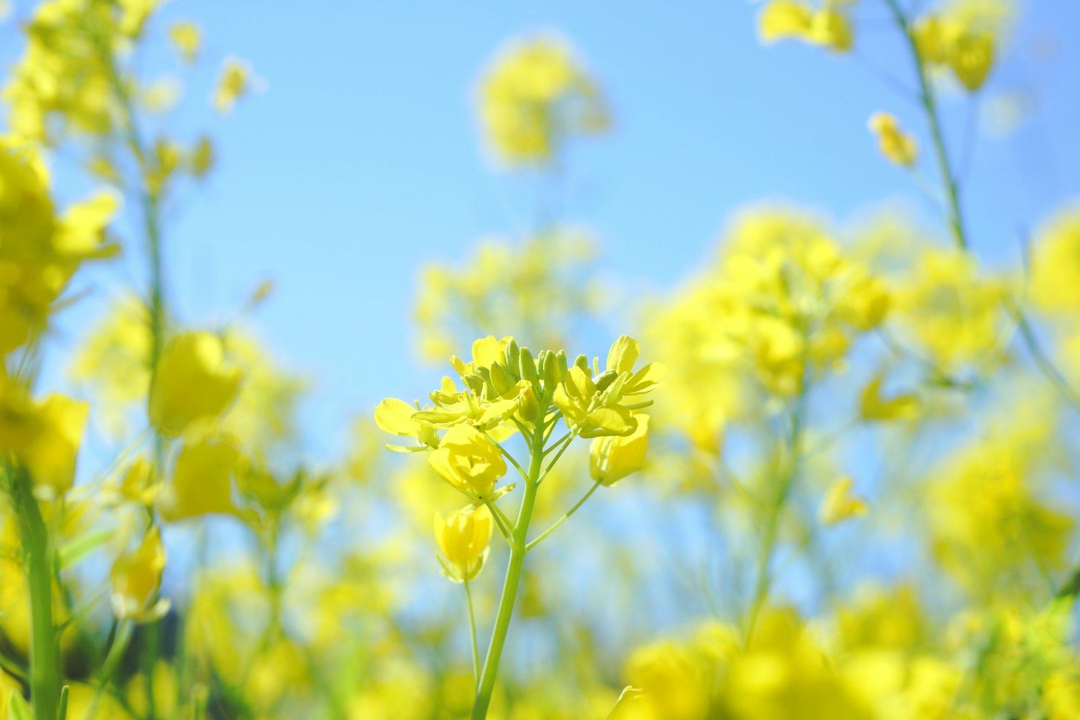 Feld mit gelben Blumen unter blauem Himmel