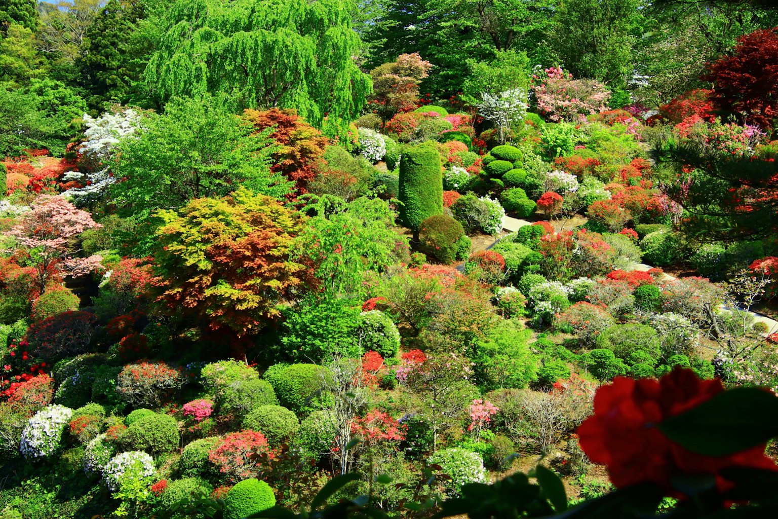 一個美麗的花園景觀，充滿各種色彩的植物
