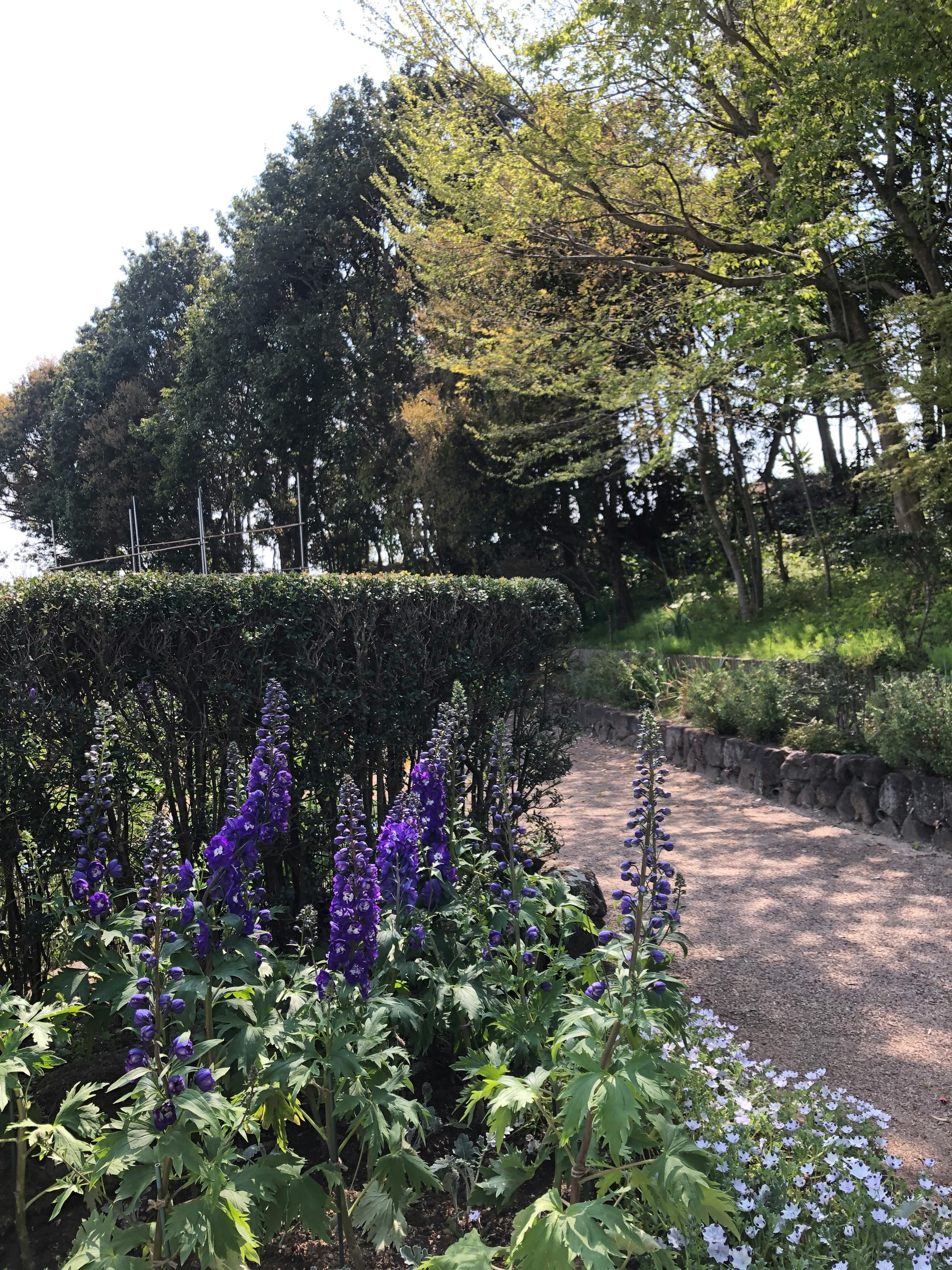 並木の小道に咲くラベンダーと花壇のある公園の散歩道