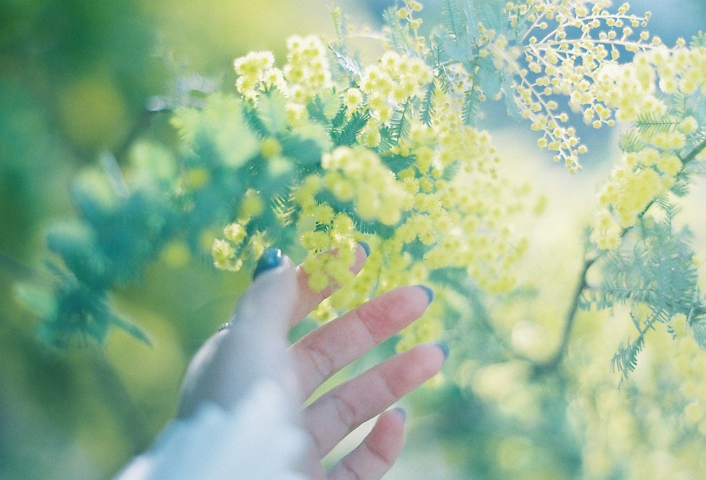 手のひらに触れるミモザの花咲く小枝のある春の風景