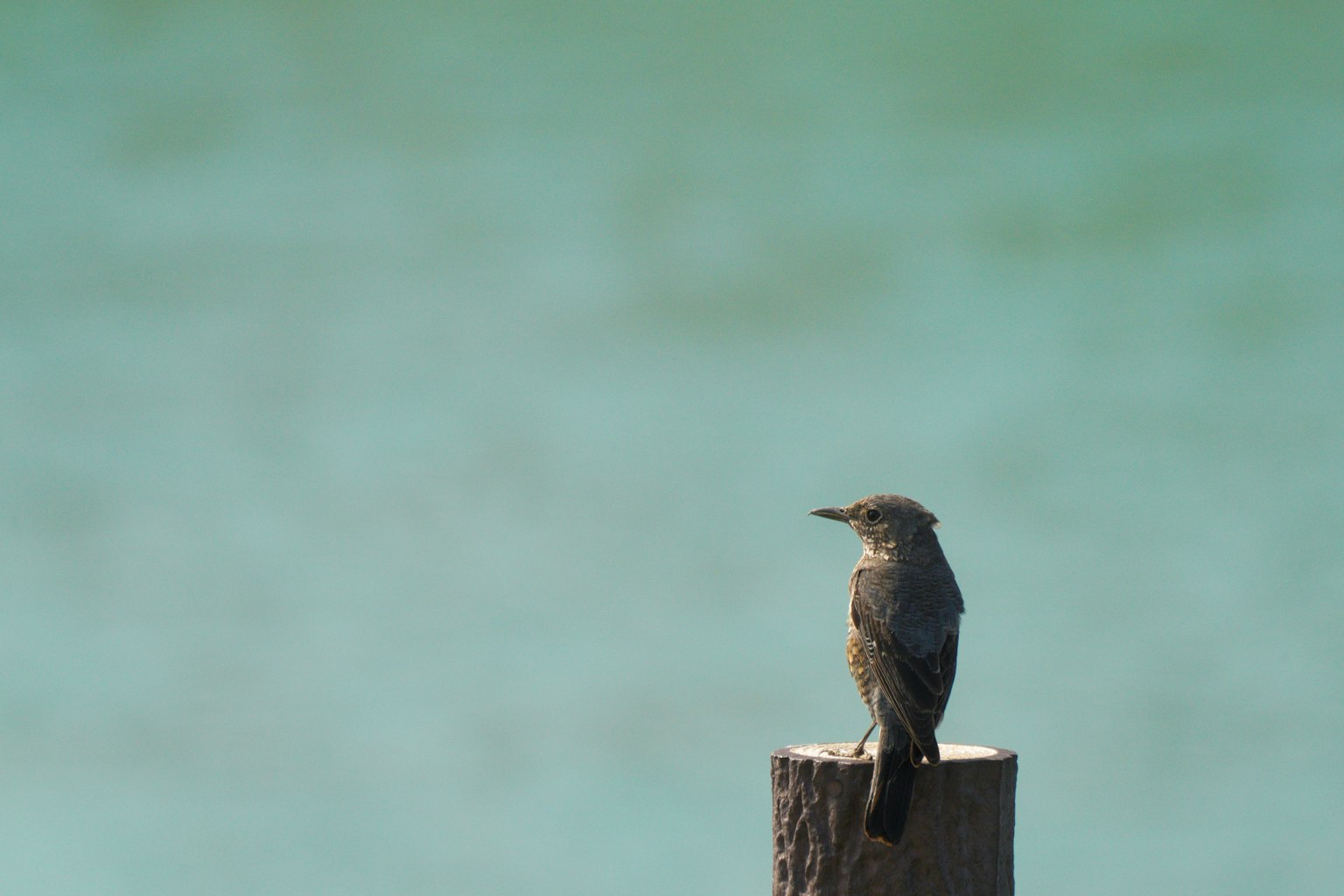 Un pequeño pájaro posado en un poste junto al agua