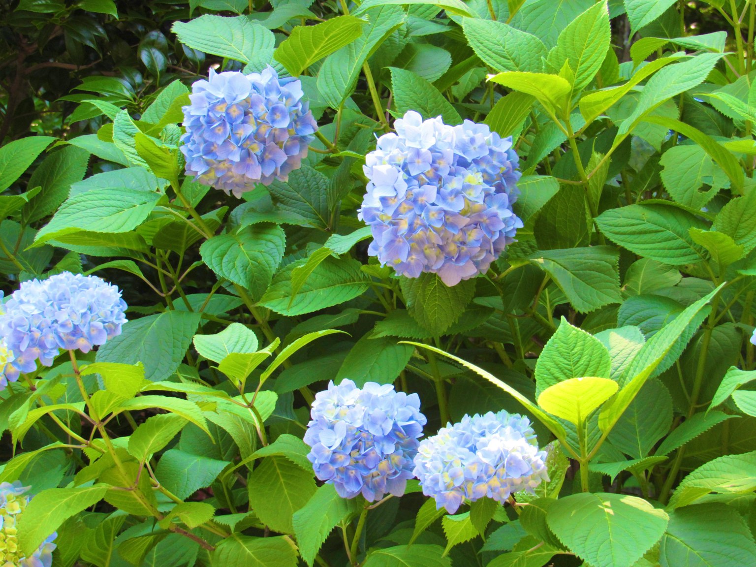 青いアジサイの花と緑の葉が茂る風景
