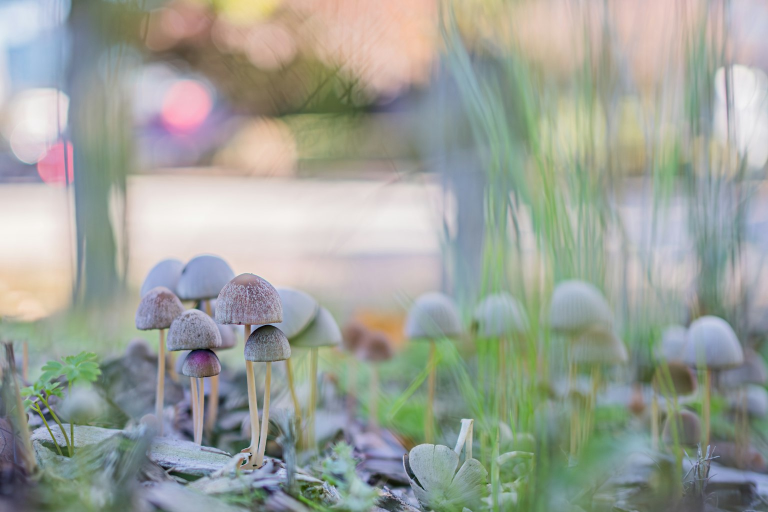 Un groupe de petits champignons poussant parmi l'herbe verte avec un arrière-plan flou