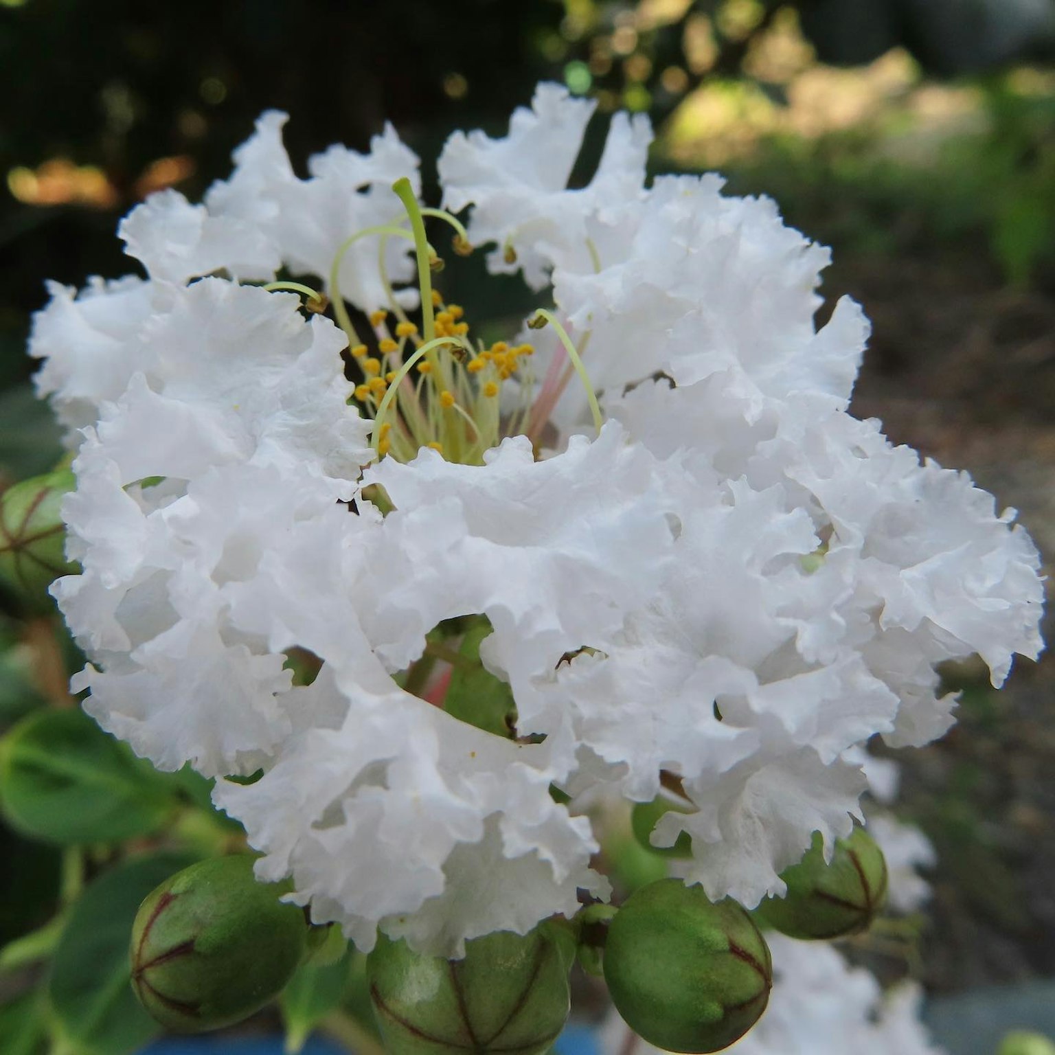 Raccolta di fiori bianchi frangiati con stami gialli