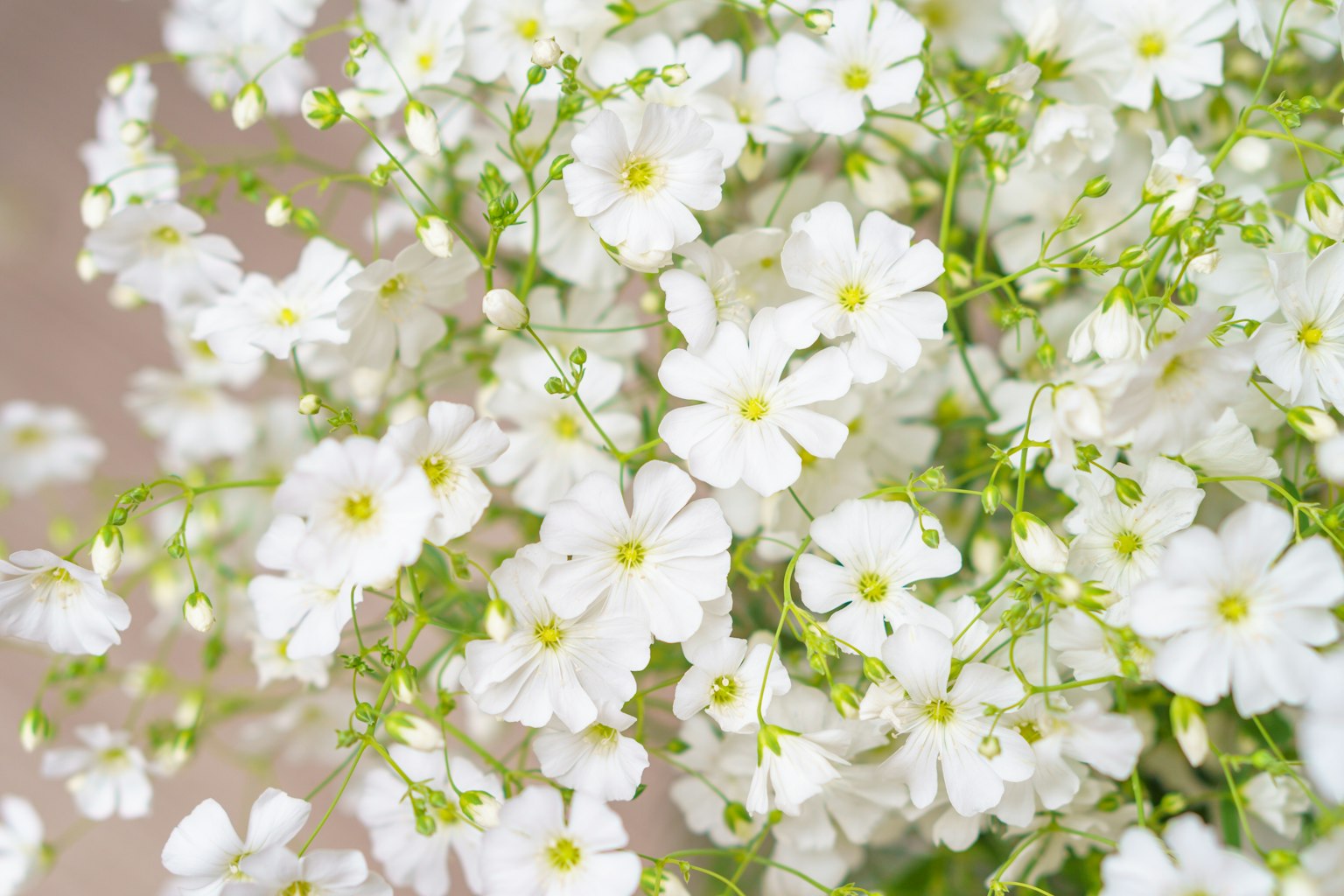 一束小白花和绿色茎