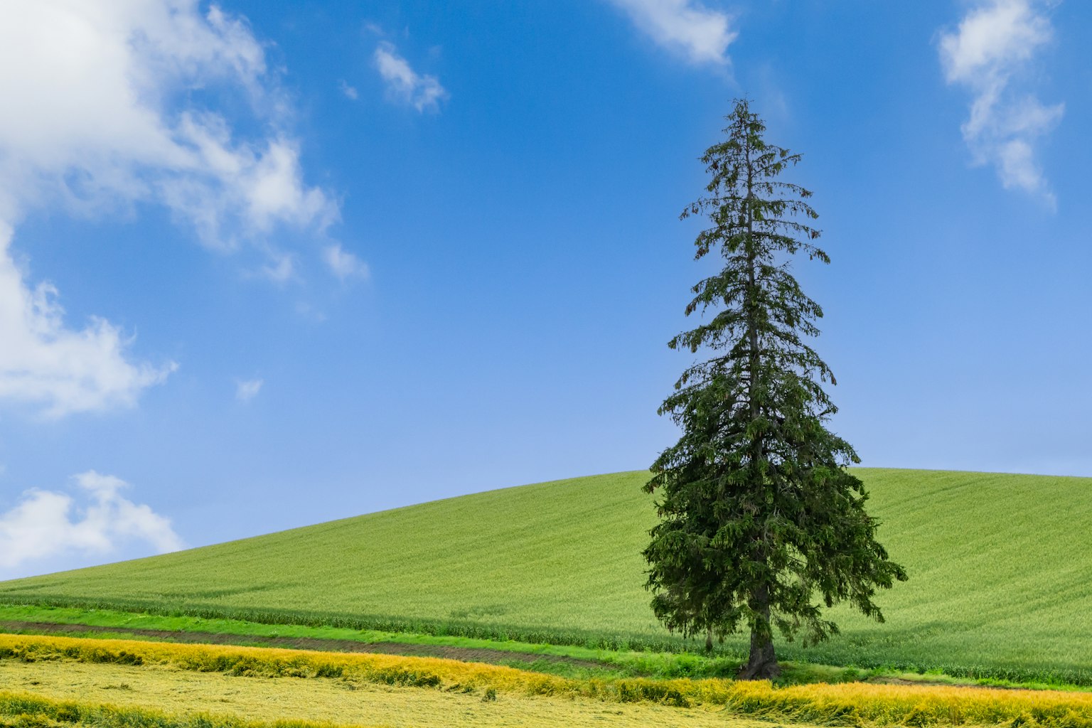 A tall tree on a green hill under a blue sky