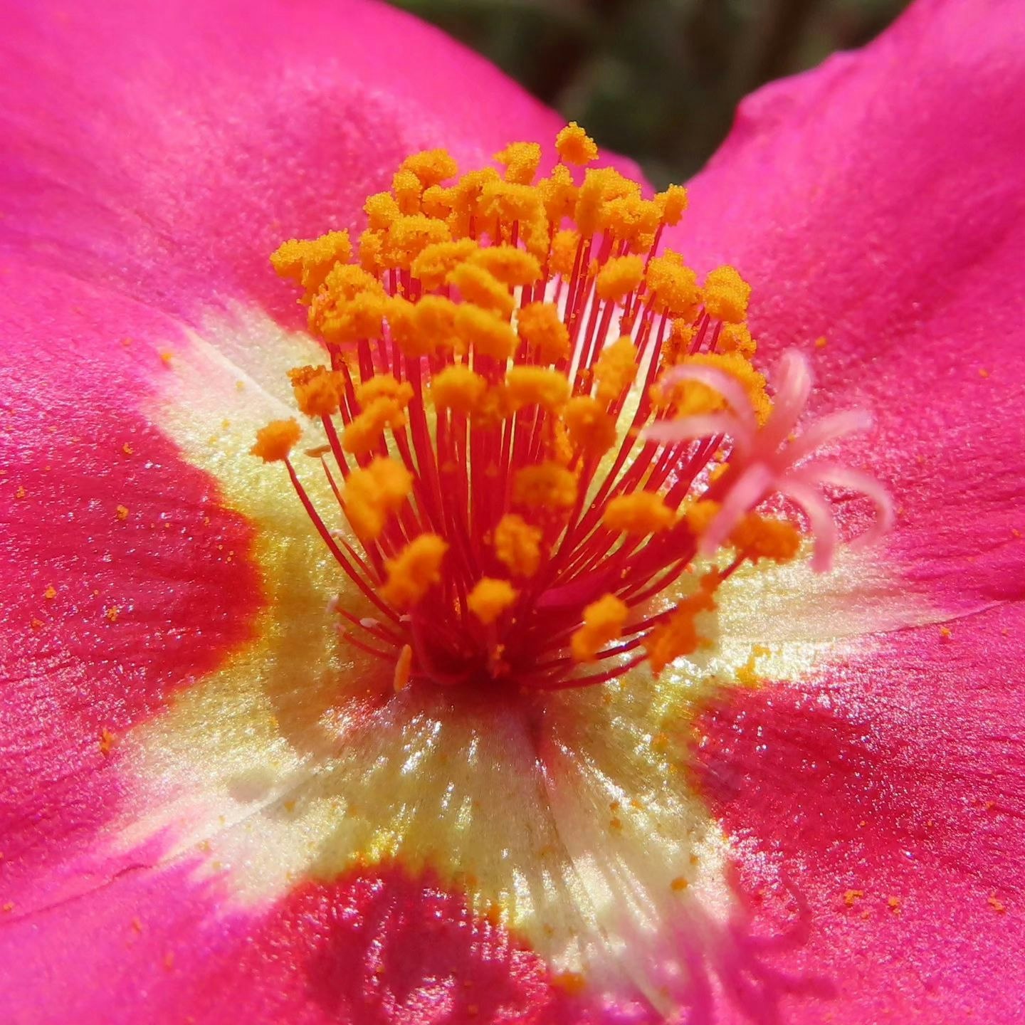 バラの花びらの中心に咲く鮮やかな雄しべのクローズアップ